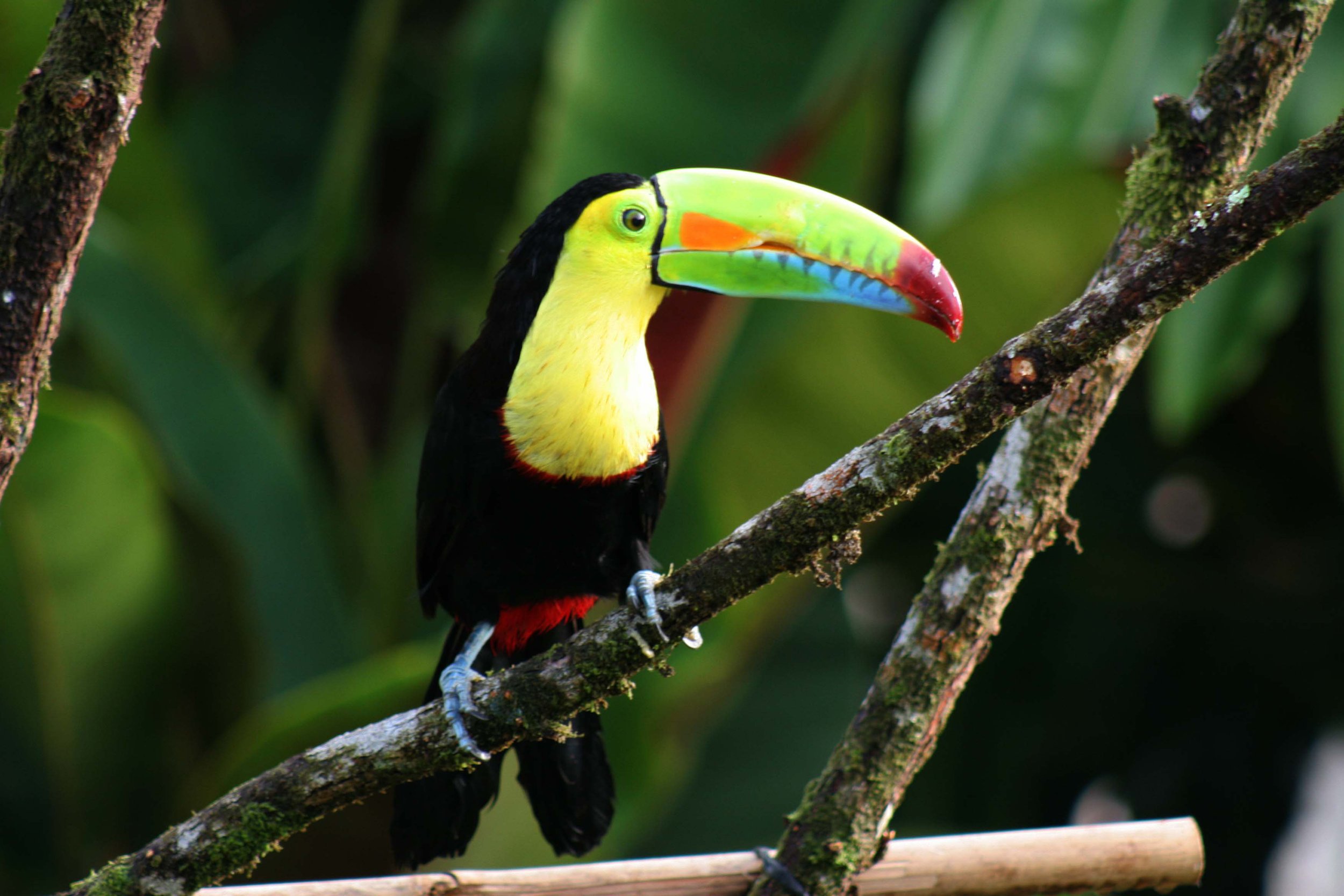 KEEL BILLED TOUCAN A.jpg