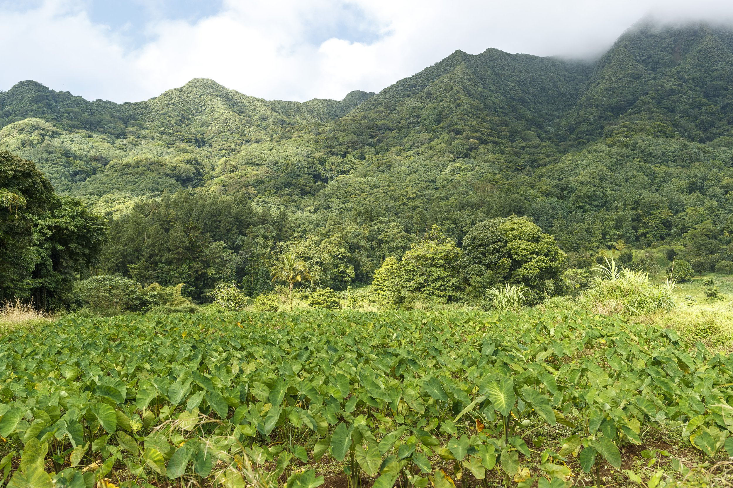 Callaloo Field-Credit SVG Tourism Authority.jpg