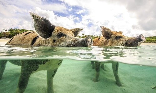 Pig bay Bahamas