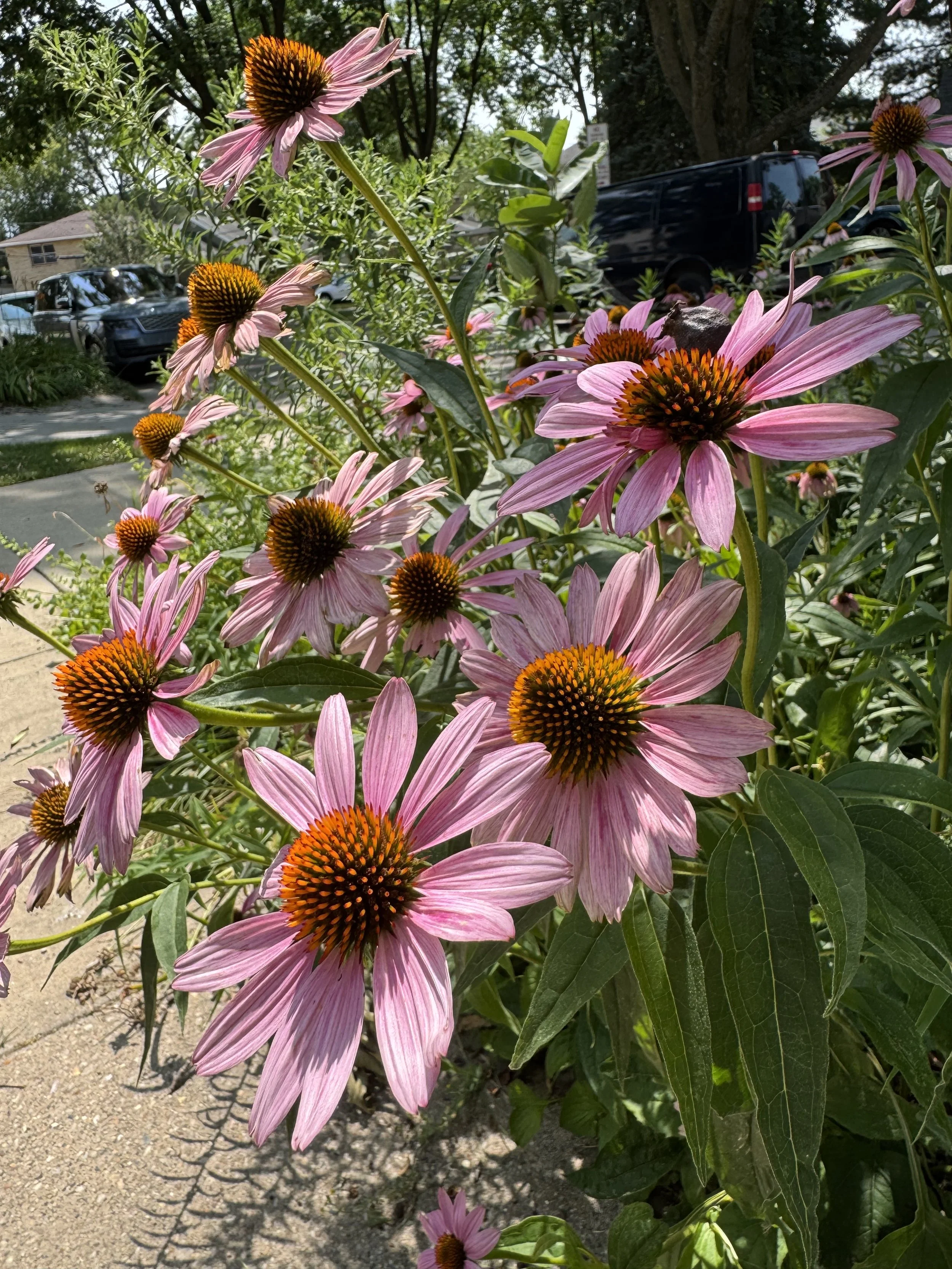 IMG_2191.jpeg