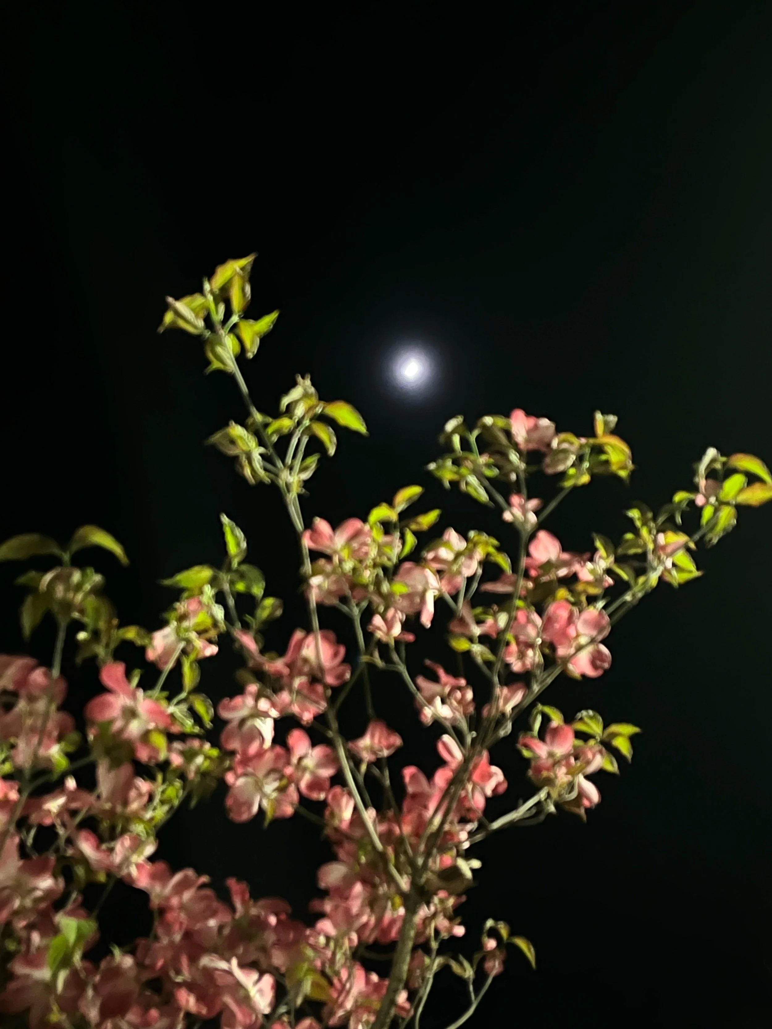 IMG_2813.jpeg