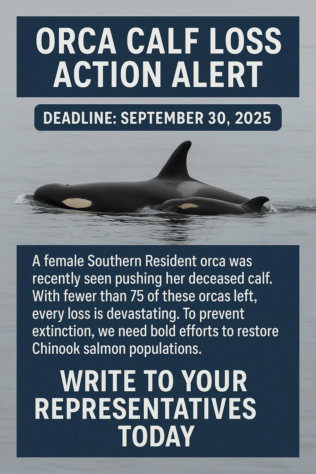 Each salmon matters for orca survival. Fewer than 75 Southern Residents remain, and their primary food source&mdash;Columbia Basin Chinook&mdash;is in crisis.
Speak up before Sept 30 to help restore free-flowing rivers and abundant salmon.
Write to C