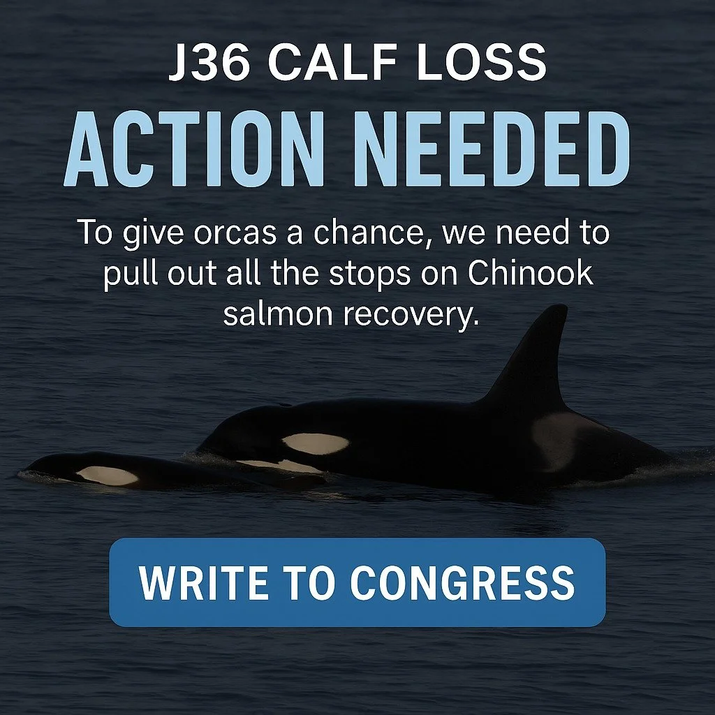 Today&rsquo;s the final chance to urge Congress to protect endangered Southern Resident orcas.
Write now: https://actionnetwork.org/letters/tell-congress-to-stop-orca-extinction-restore-columbia-basin-salmon/