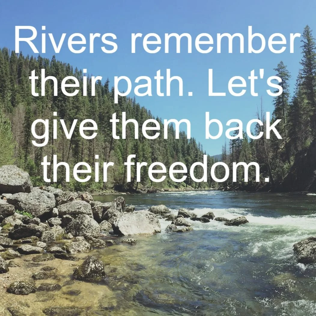 Free-flowing rivers heal salmon habitats.