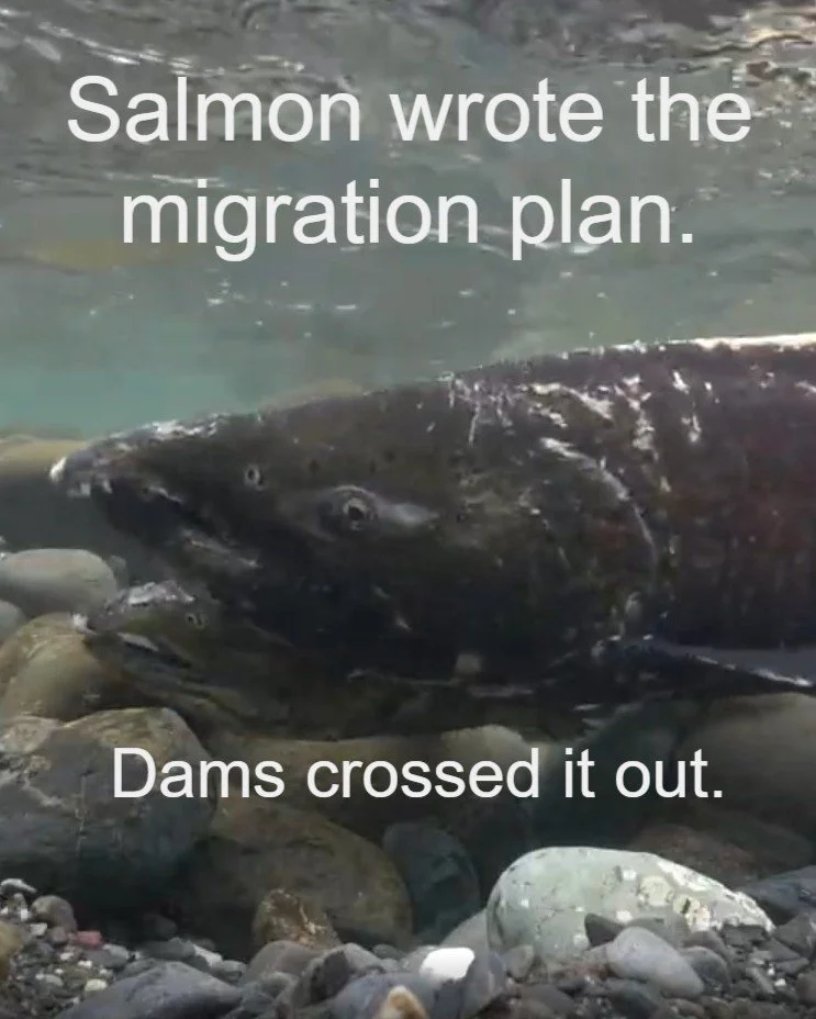 Let rivers run so salmon can follow their ancient routes.