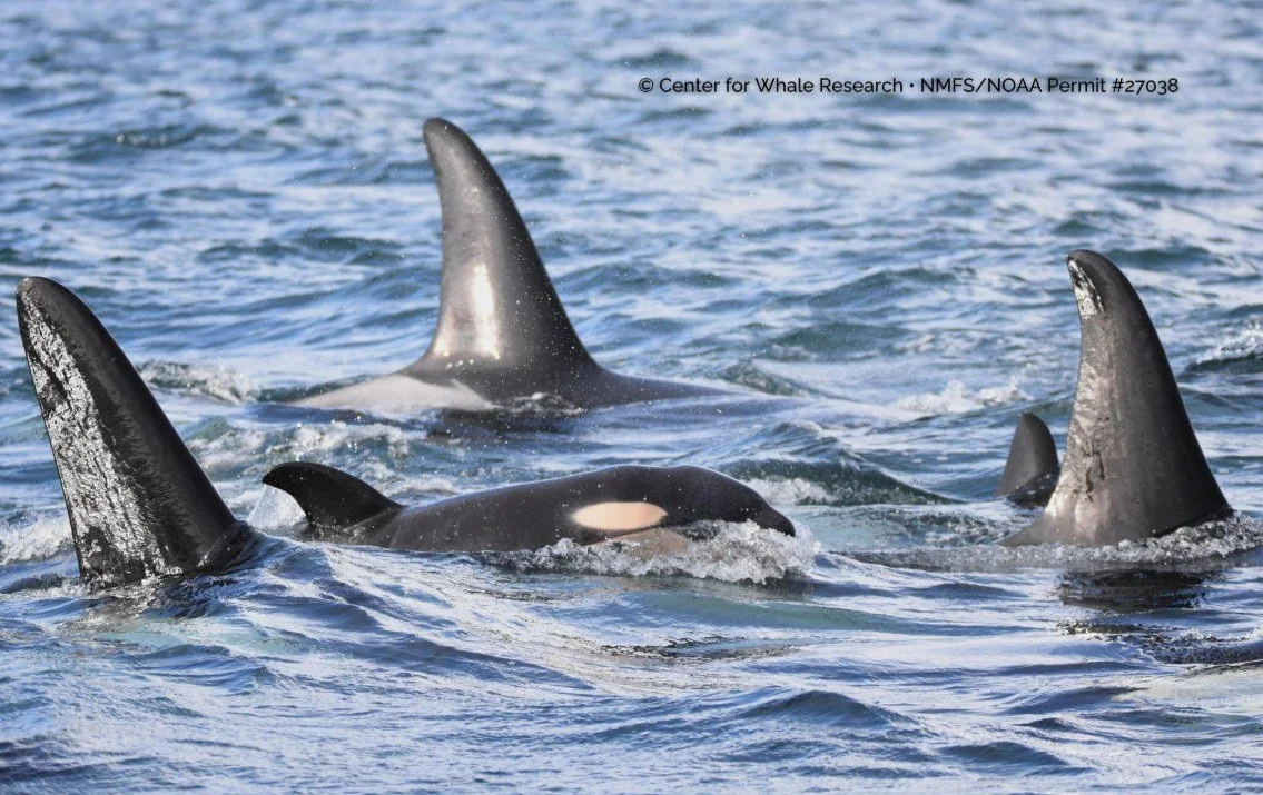 A new Southern Resident orca calf has been spotted traveling with L Pod in the Strait of Juan de Fuca. Early observations indicate the calf appears healthy as researchers continue monitoring.

Calf survival in the first year is closely tied to Chinoo