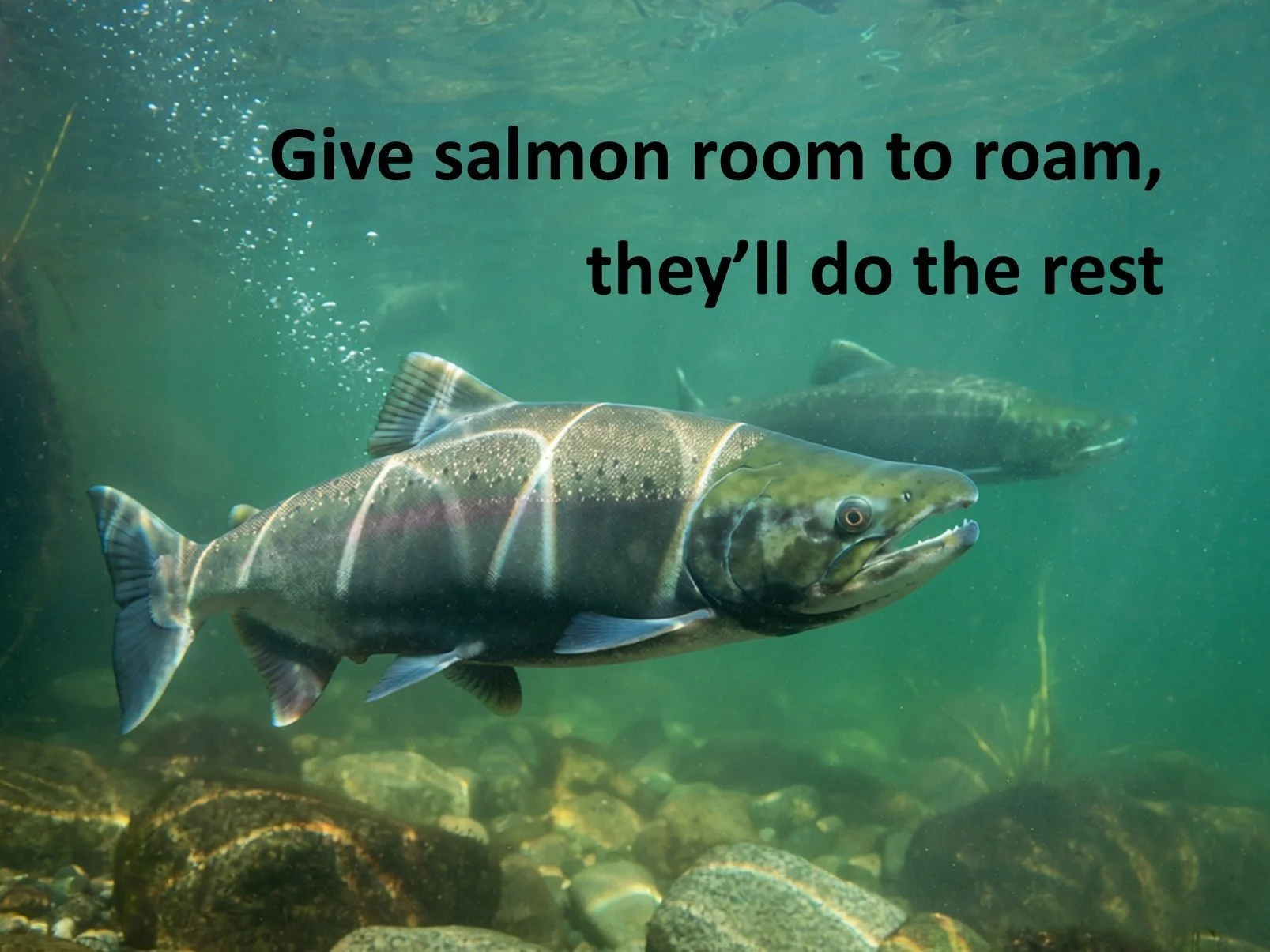 Healthy rivers give salmon the space they need to migrate, spawn, and return home.
When rivers run freely, salmon populations can rebuild naturally.