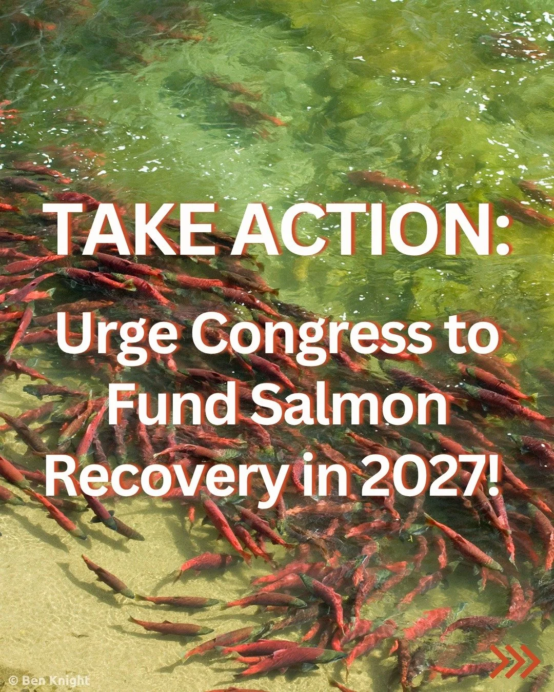 📢 Right now, in the Northwest the salmon are migrating &ndash; and in DC Federal funding is being allocated for 2027!  Take action today and urge your members of Congress to strongly support the Six Sovereigns' FY27 appropriation requests to recover