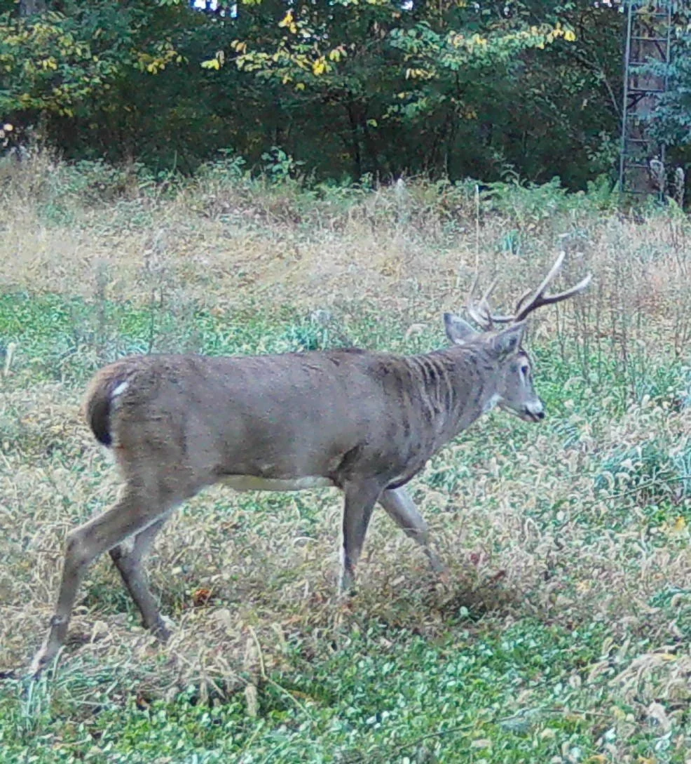 The Crossbow Killer: Saga of the Wide Seven