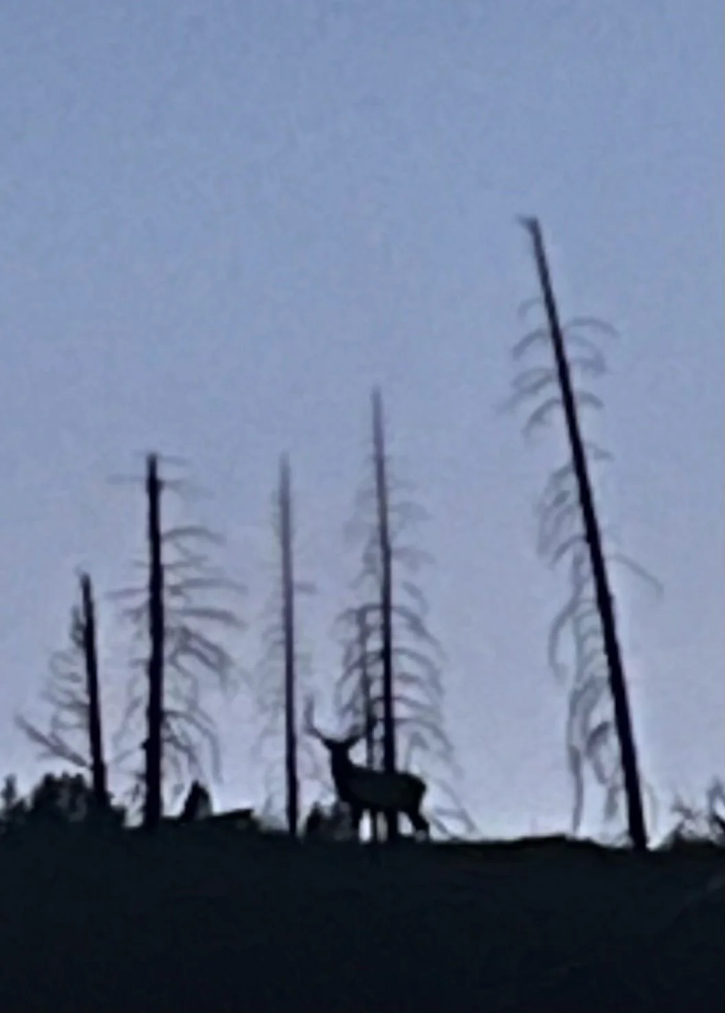 The Dink (Part 1): Caitlin’s Elk Hunt in the Yellowstone of the South