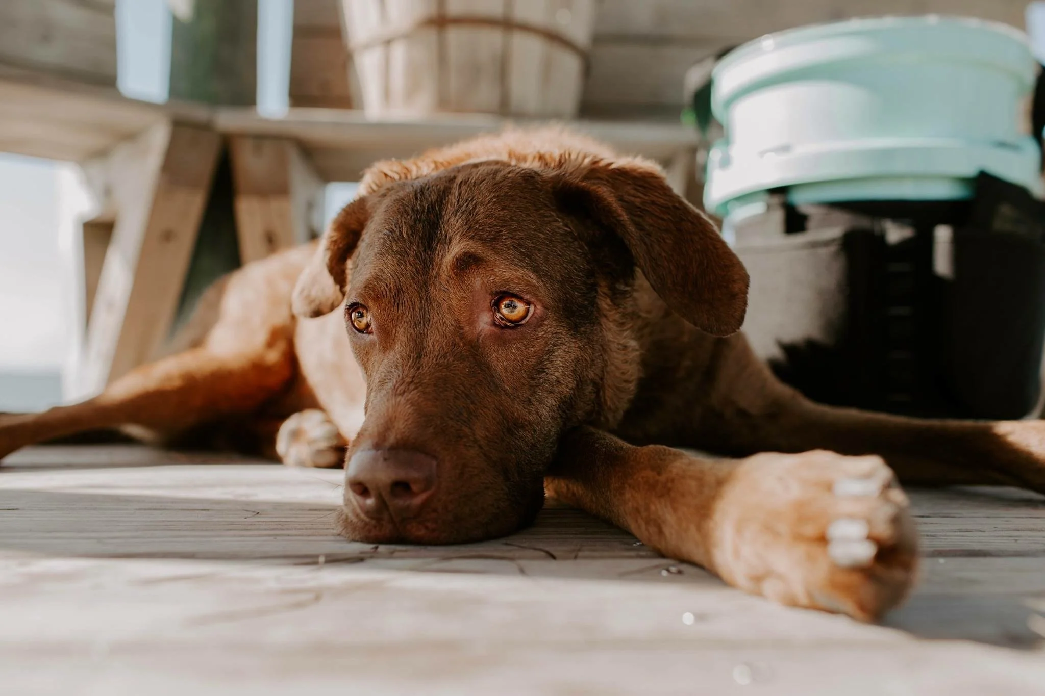 Episode 67: A Ruhl’s Best Friend