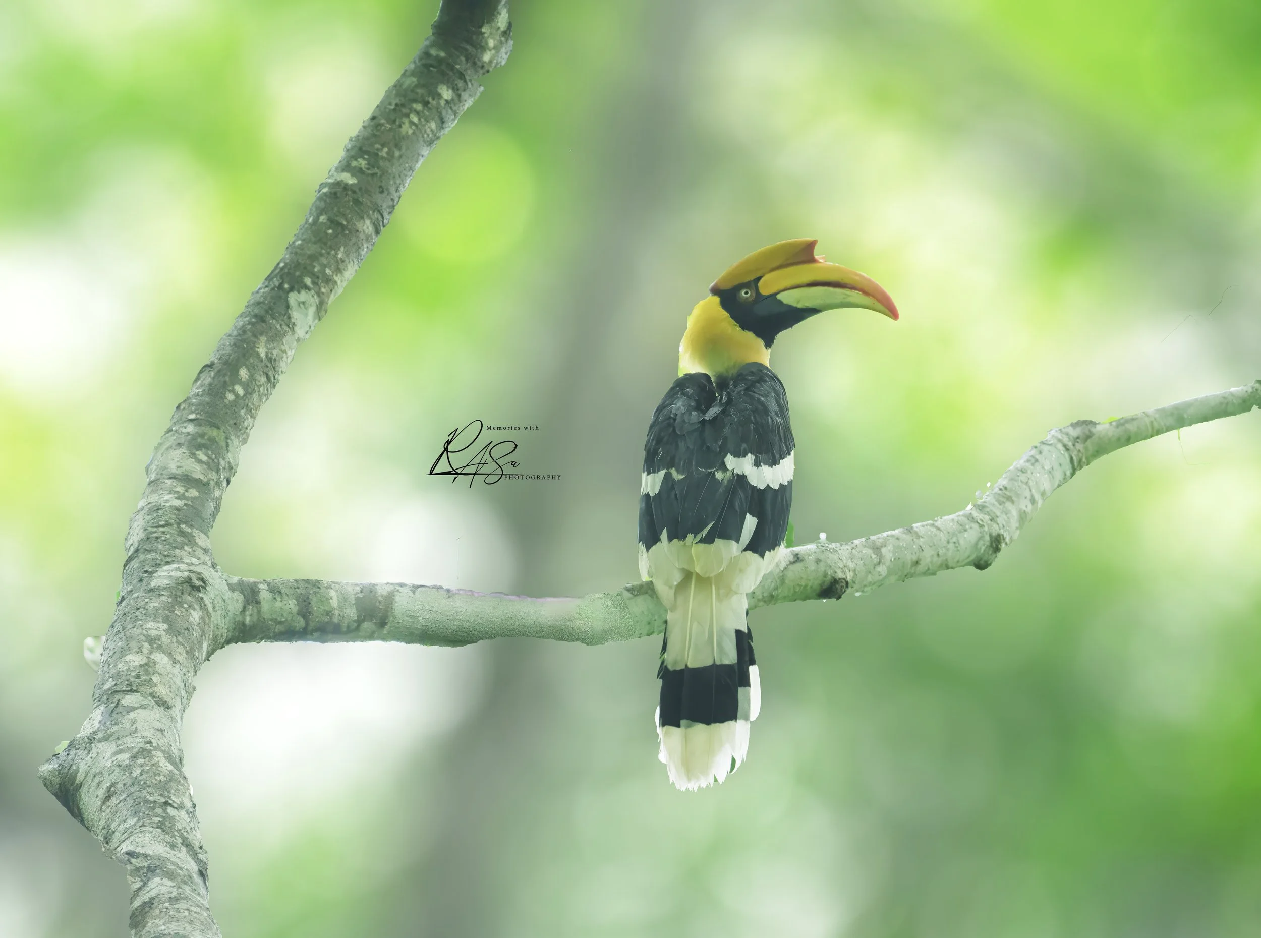 The Great Indian Hornbills - The Farmers of the Forest