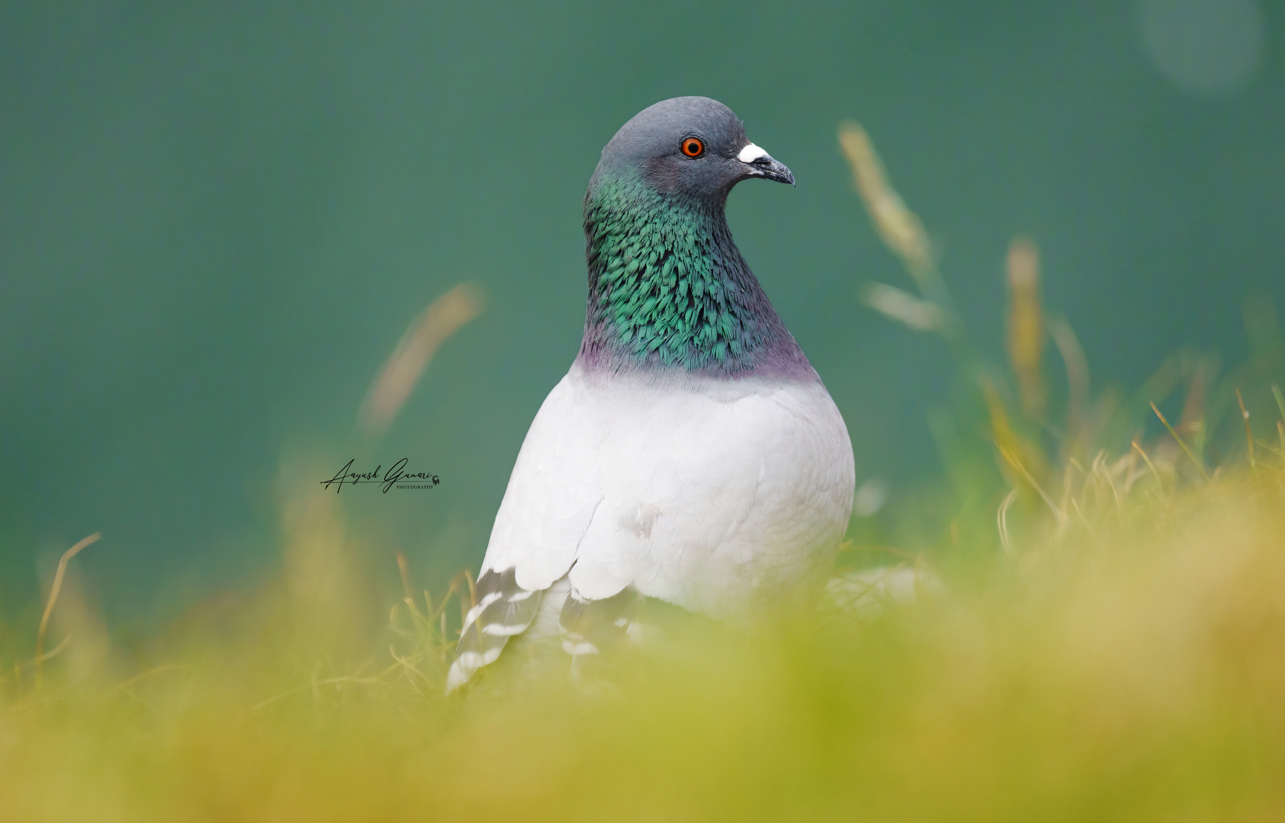 Wood Pigeon