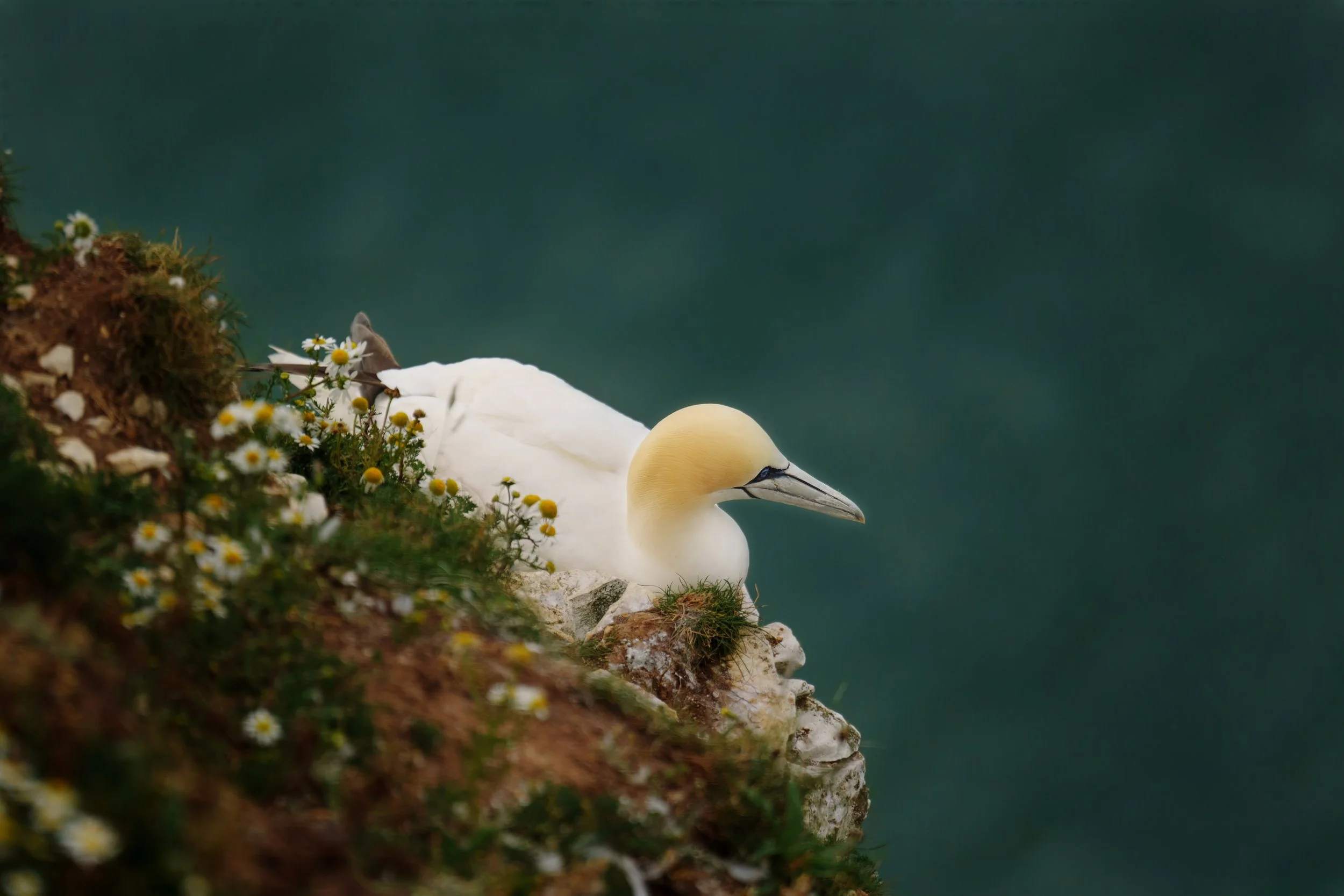 Northern Gannet