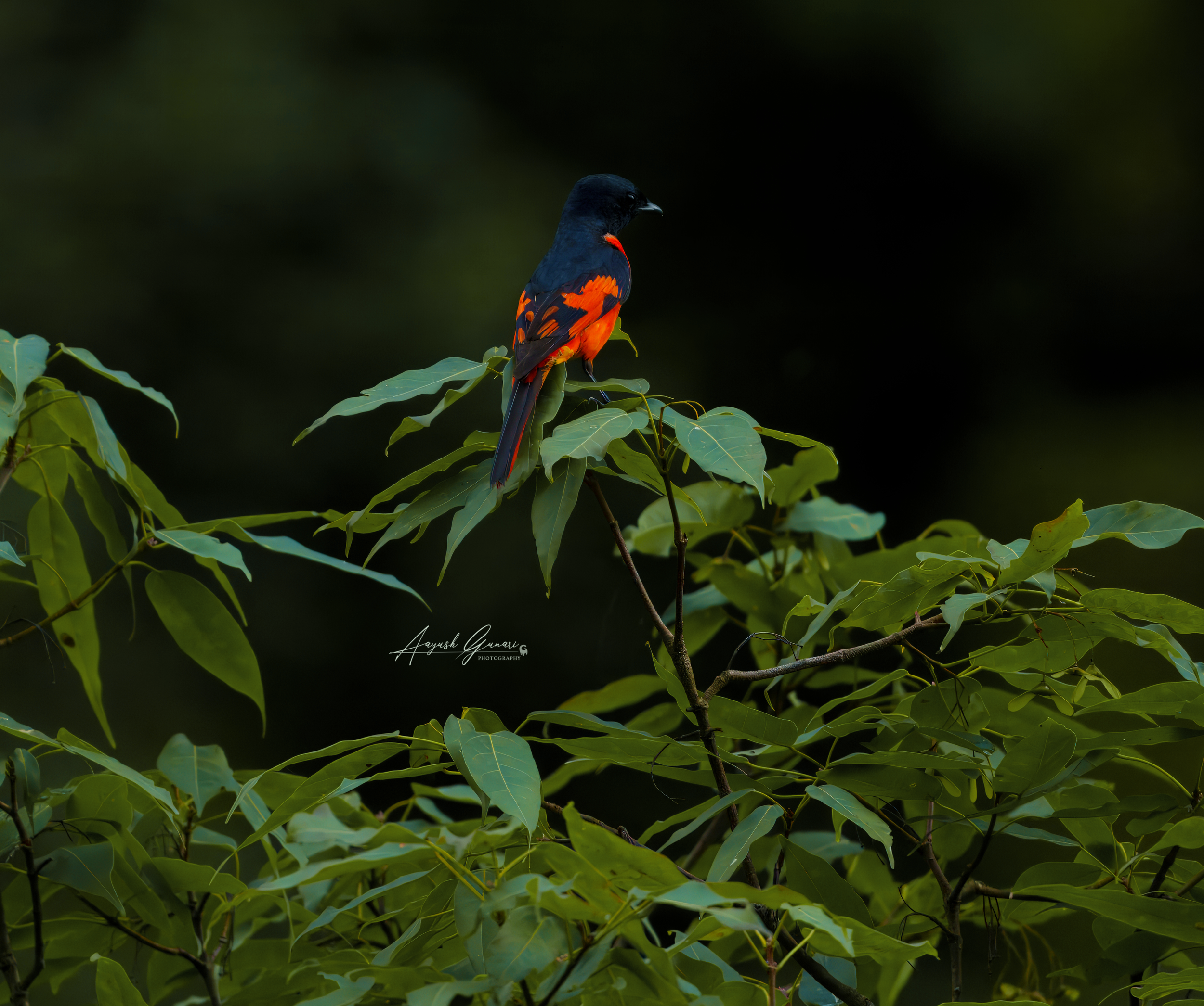 Scarlet Minivet