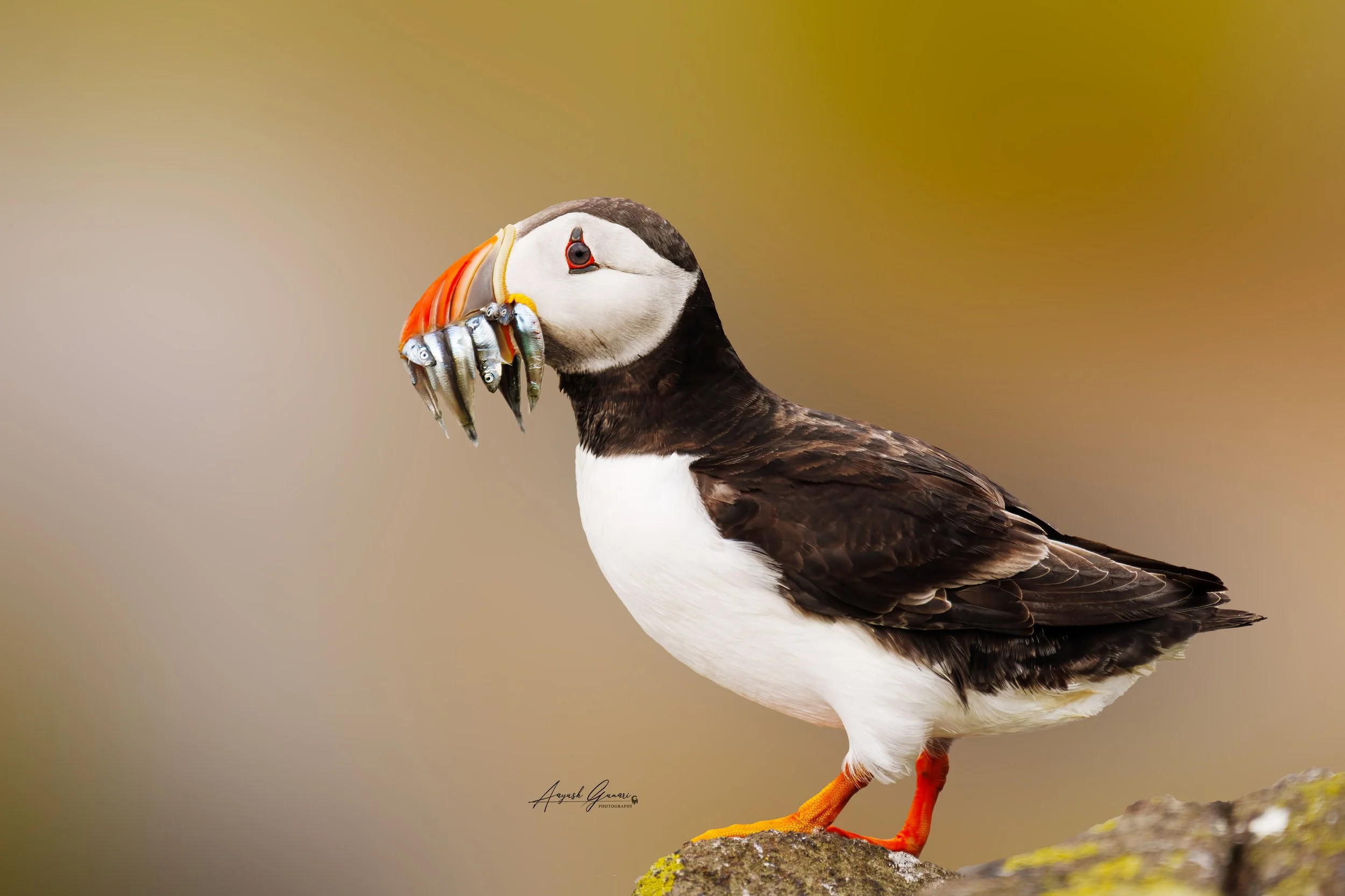 North Atlantic Puffins with Sand Eels