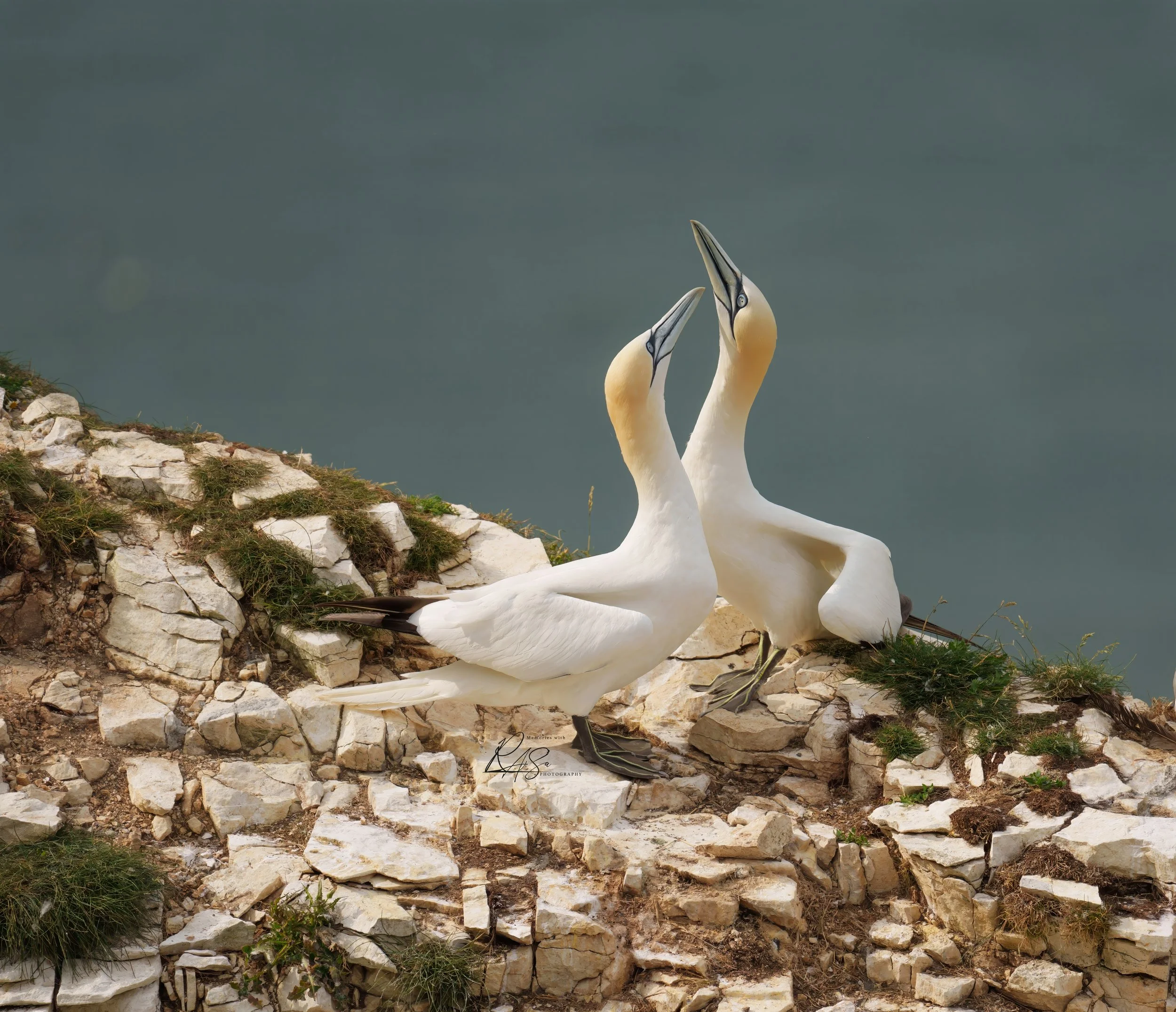 Northern Gannets