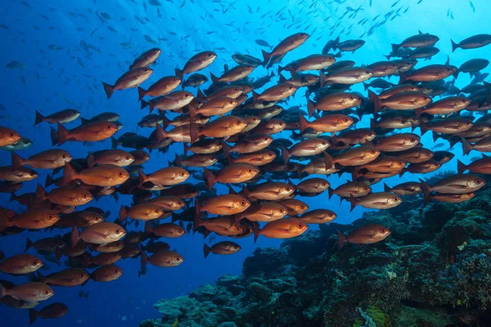 Underwater scenes from Papua New Guinea’s marine environments, including coral reefs, tropical fish, and dive experiences.