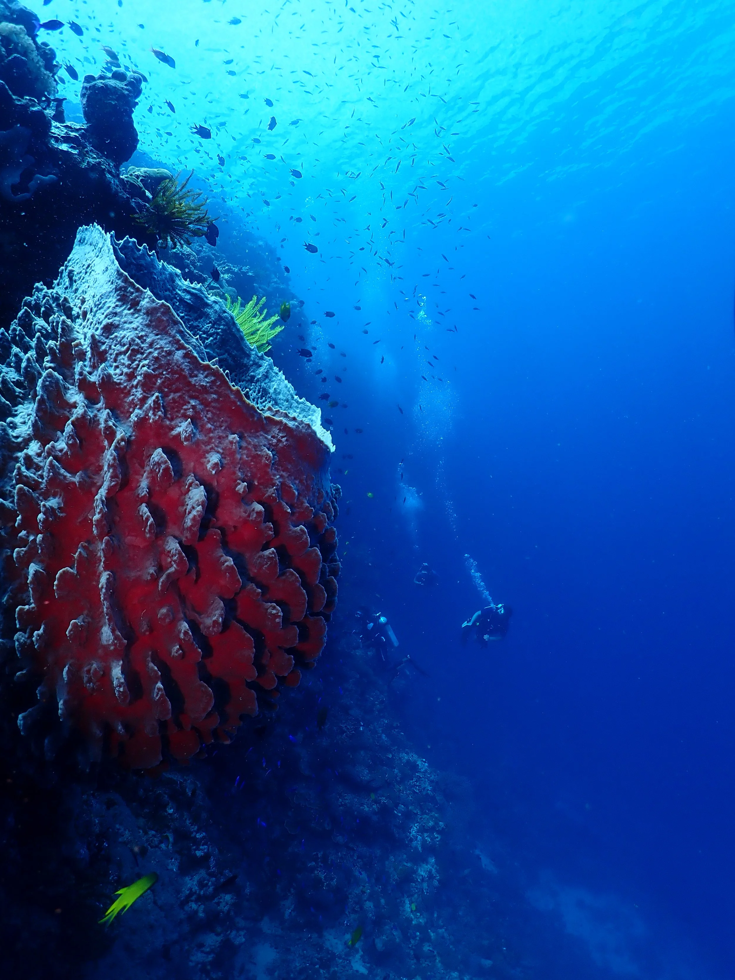 Underwater scenes from Papua New Guinea’s marine environments, including coral reefs, tropical fish, and dive experiences.