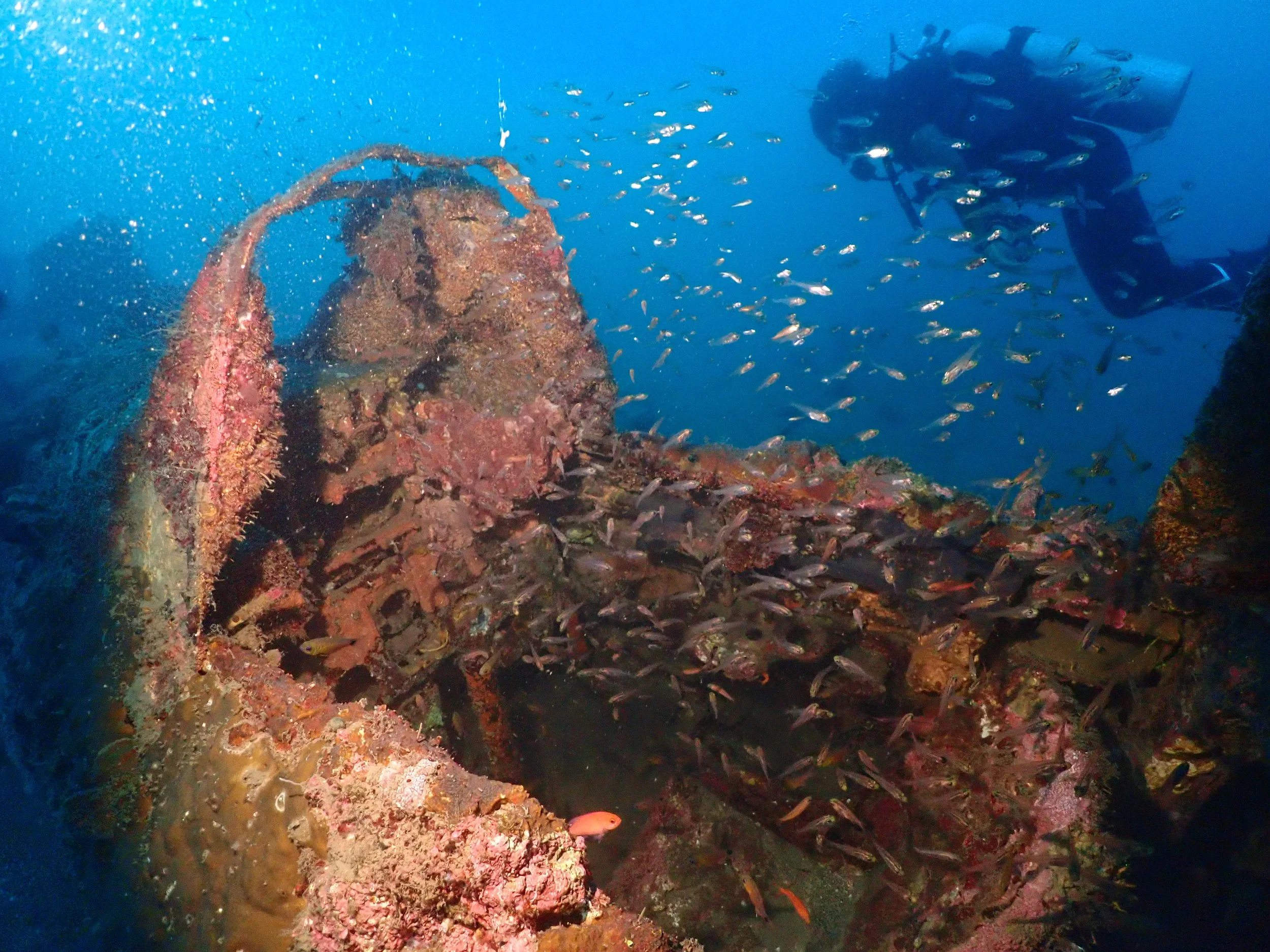 Underwater scenes from Papua New Guinea’s marine environments, including coral reefs, tropical fish, and dive experiences.