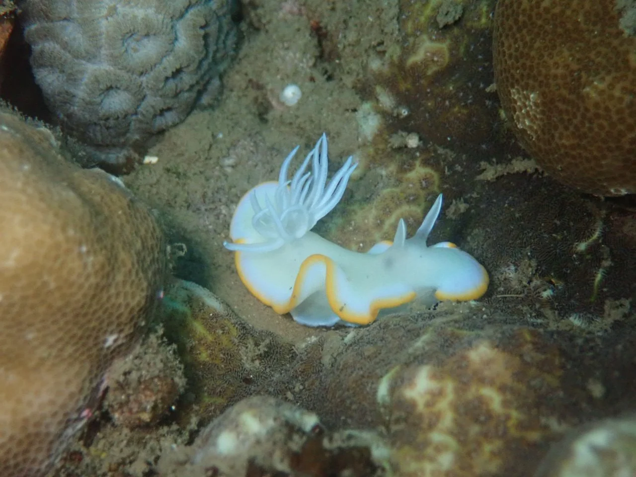 Underwater scenes from Papua New Guinea’s marine environments, including coral reefs, tropical fish, and dive experiences.