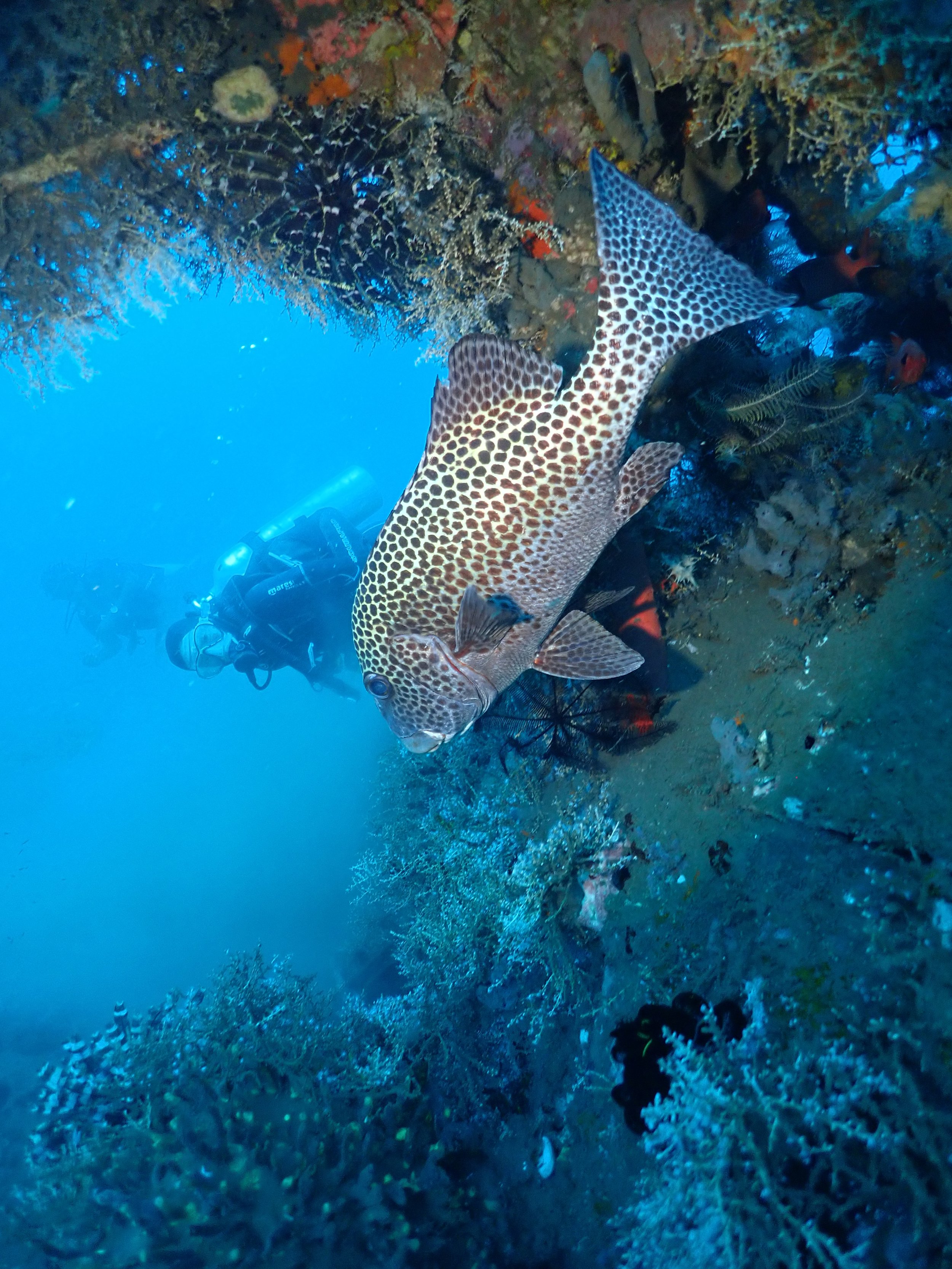 Underwater scenes from Papua New Guinea’s marine environments, including coral reefs, tropical fish, and dive experiences.
