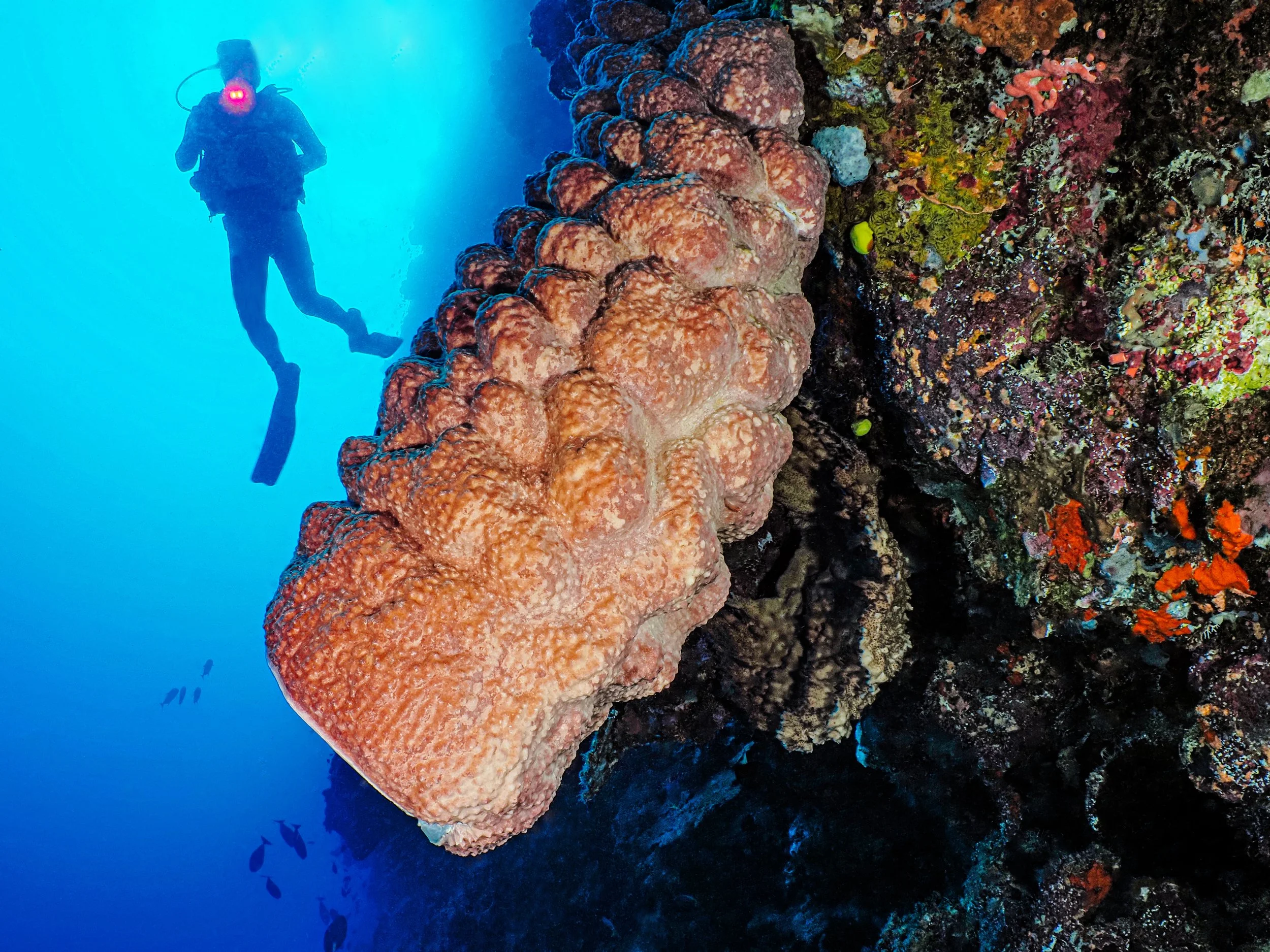 Underwater scenes from Papua New Guinea’s marine environments, including coral reefs, tropical fish, and dive experiences.