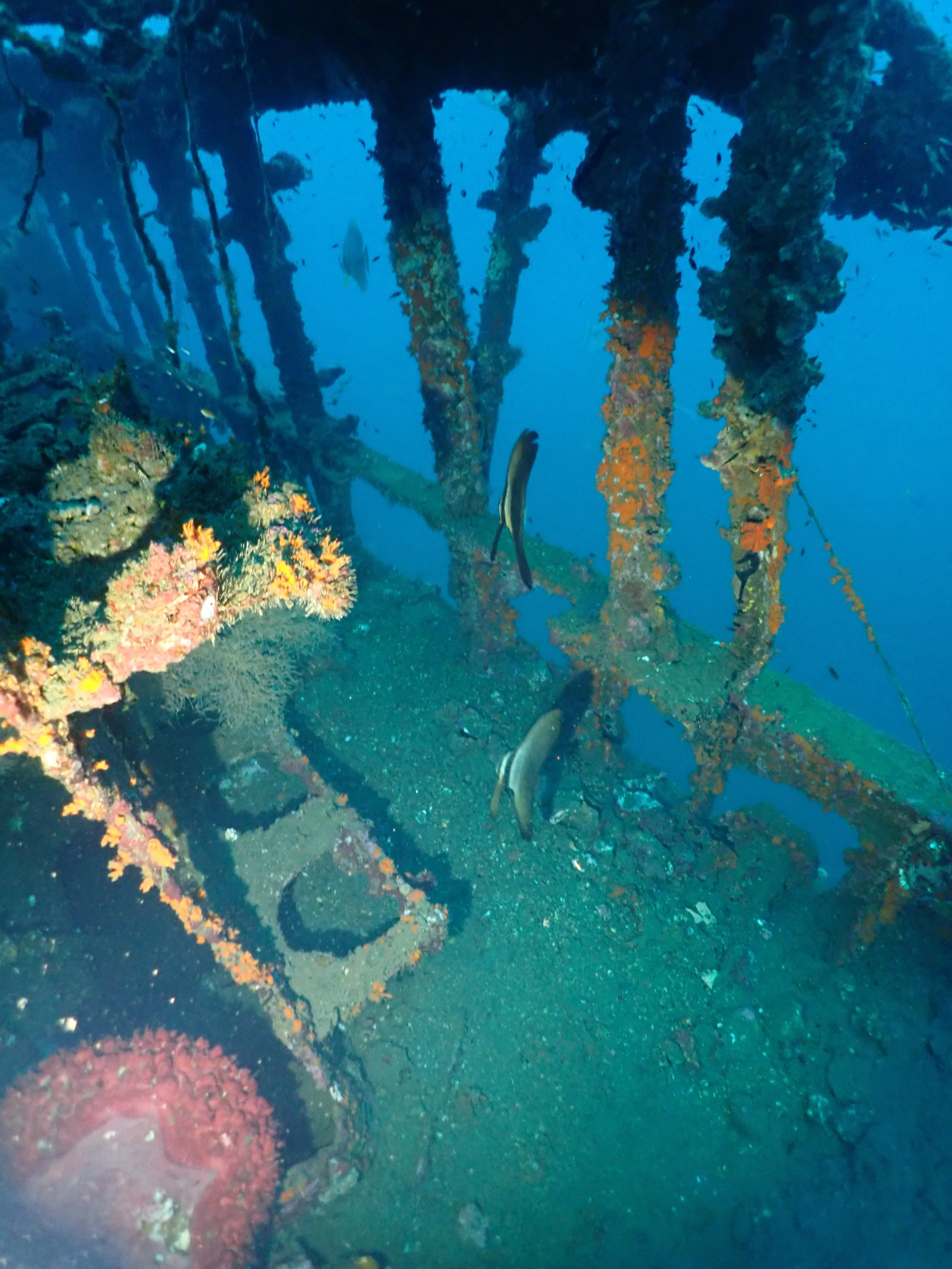 Underwater scenes from Papua New Guinea’s marine environments, including coral reefs, tropical fish, and dive experiences.