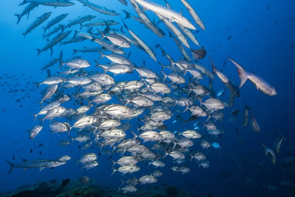 Underwater scenes from Papua New Guinea’s marine environments, including coral reefs, tropical fish, and dive experiences.