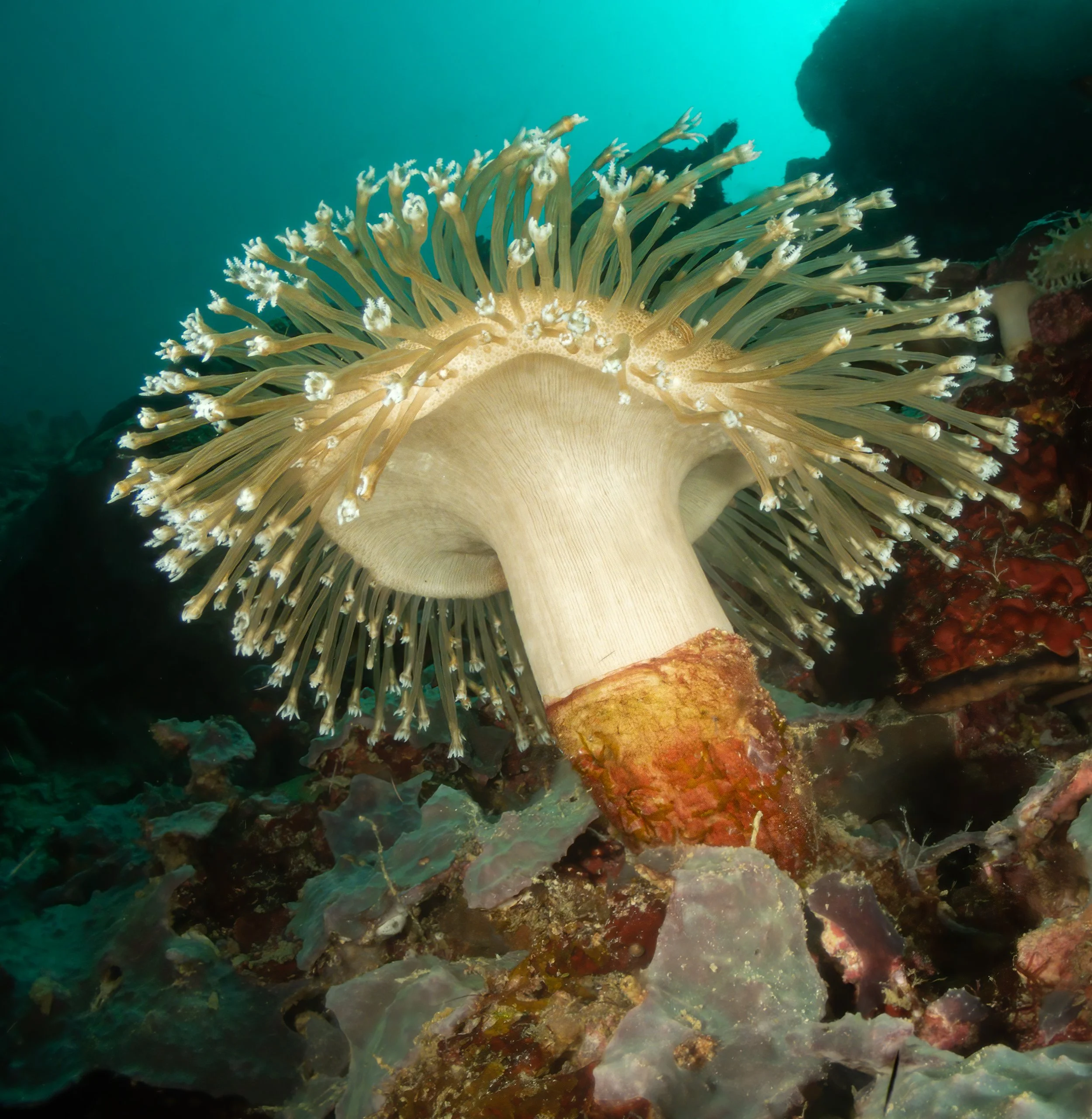 Underwater scenes from Papua New Guinea’s marine environments, including coral reefs, tropical fish, and dive experiences.