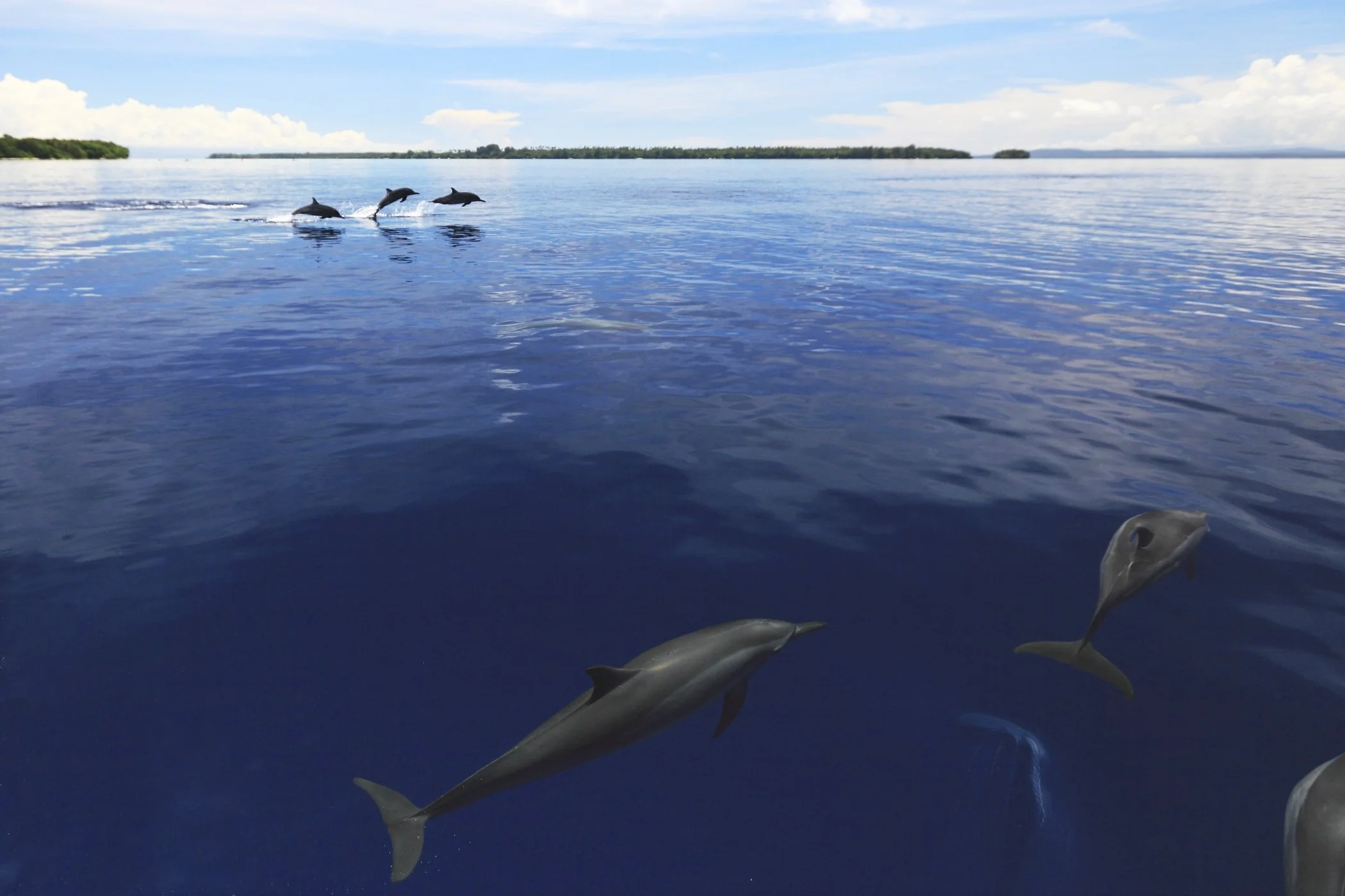 Dolphins frolicking in Papua New Guinea’s bright blue waters.