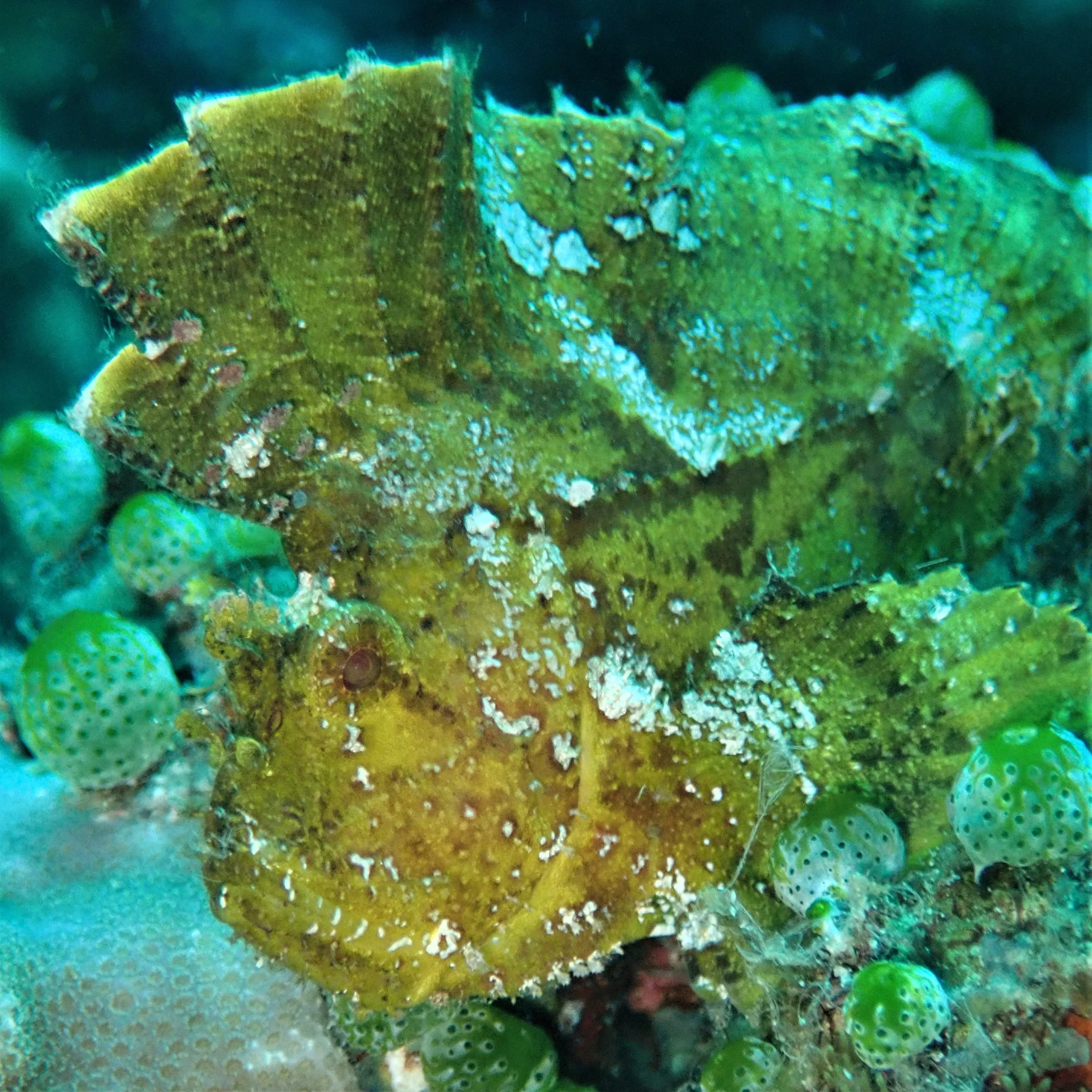 Underwater scenes from Papua New Guinea’s marine environments, including coral reefs, tropical fish, and dive experiences.