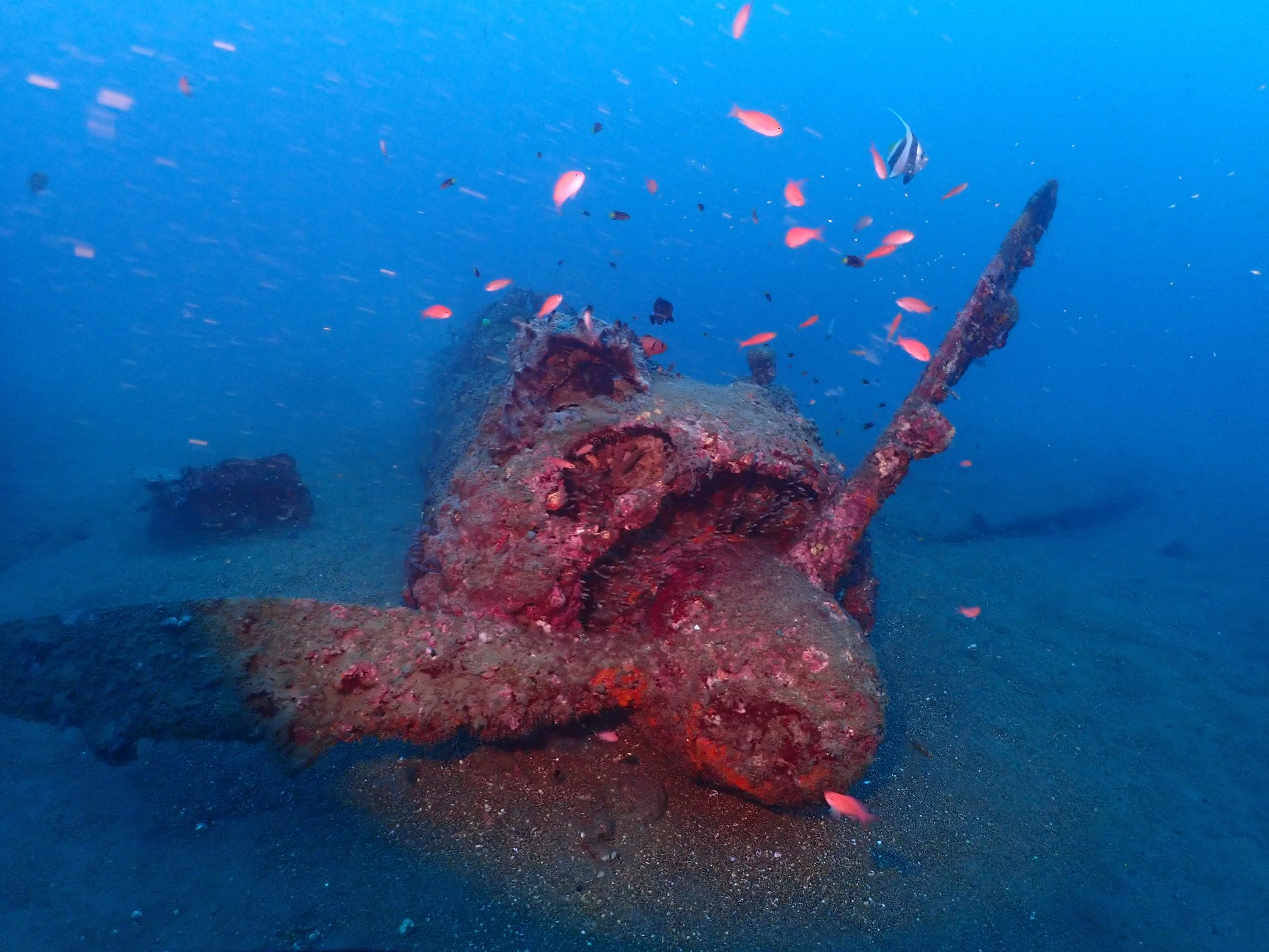 Underwater scenes from Papua New Guinea’s marine environments, including coral reefs, tropical fish, and dive experiences.