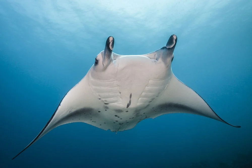 Manta-ray frolicking in Papua New Guinea's blue waters