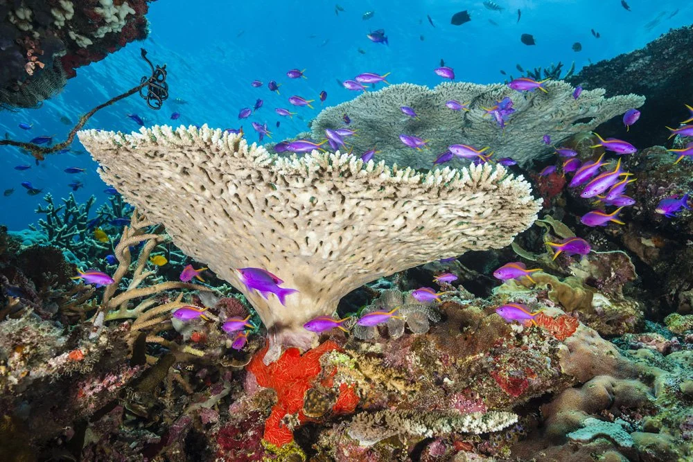 Underwater scenes from Papua New Guinea’s marine environments, including coral reefs, tropical fish, and dive experiences.