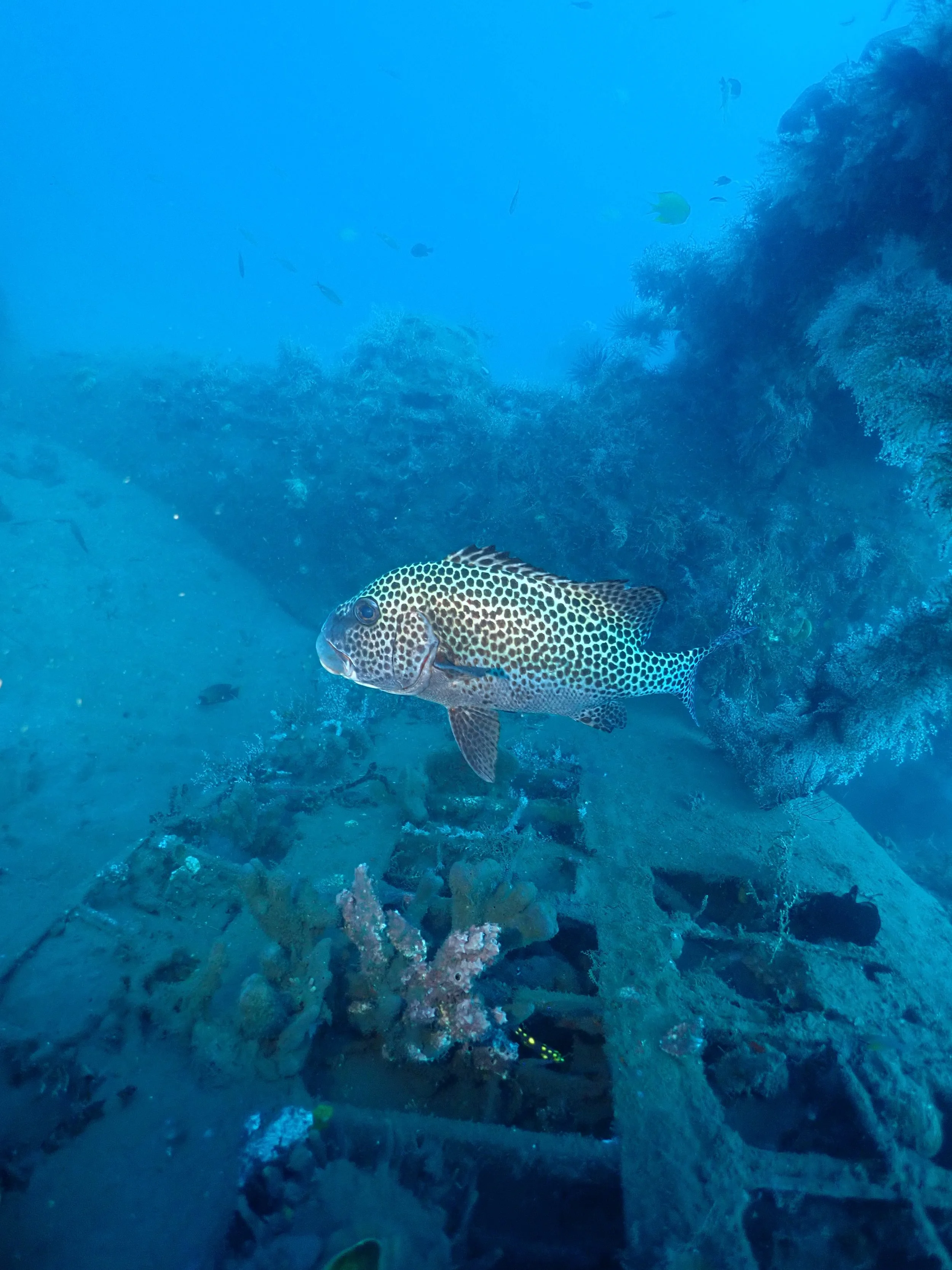 Underwater scenes from Papua New Guinea’s marine environments, including coral reefs, tropical fish, and dive experiences.