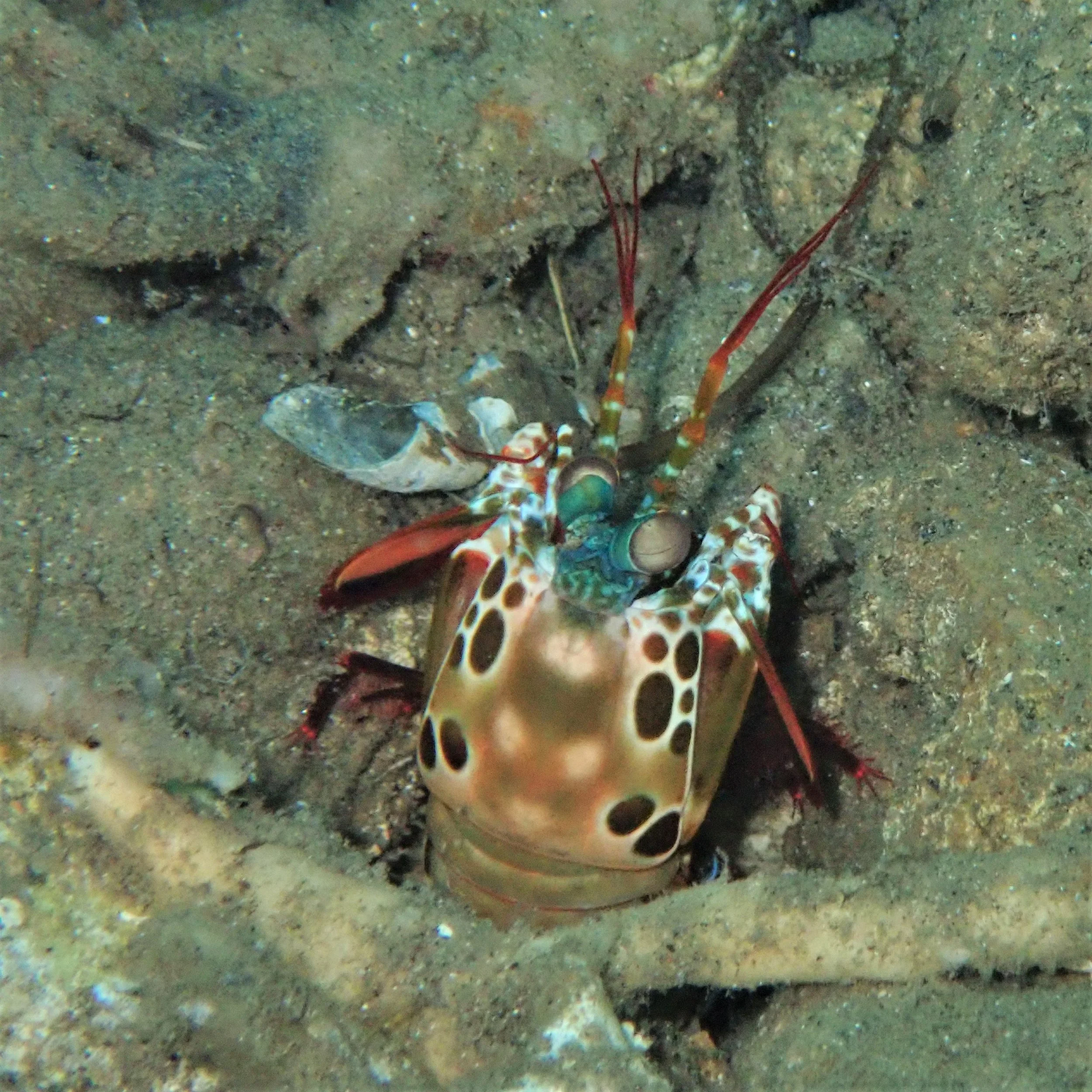 Underwater scenes from Papua New Guinea’s marine environments, including coral reefs, tropical fish, and dive experiences.