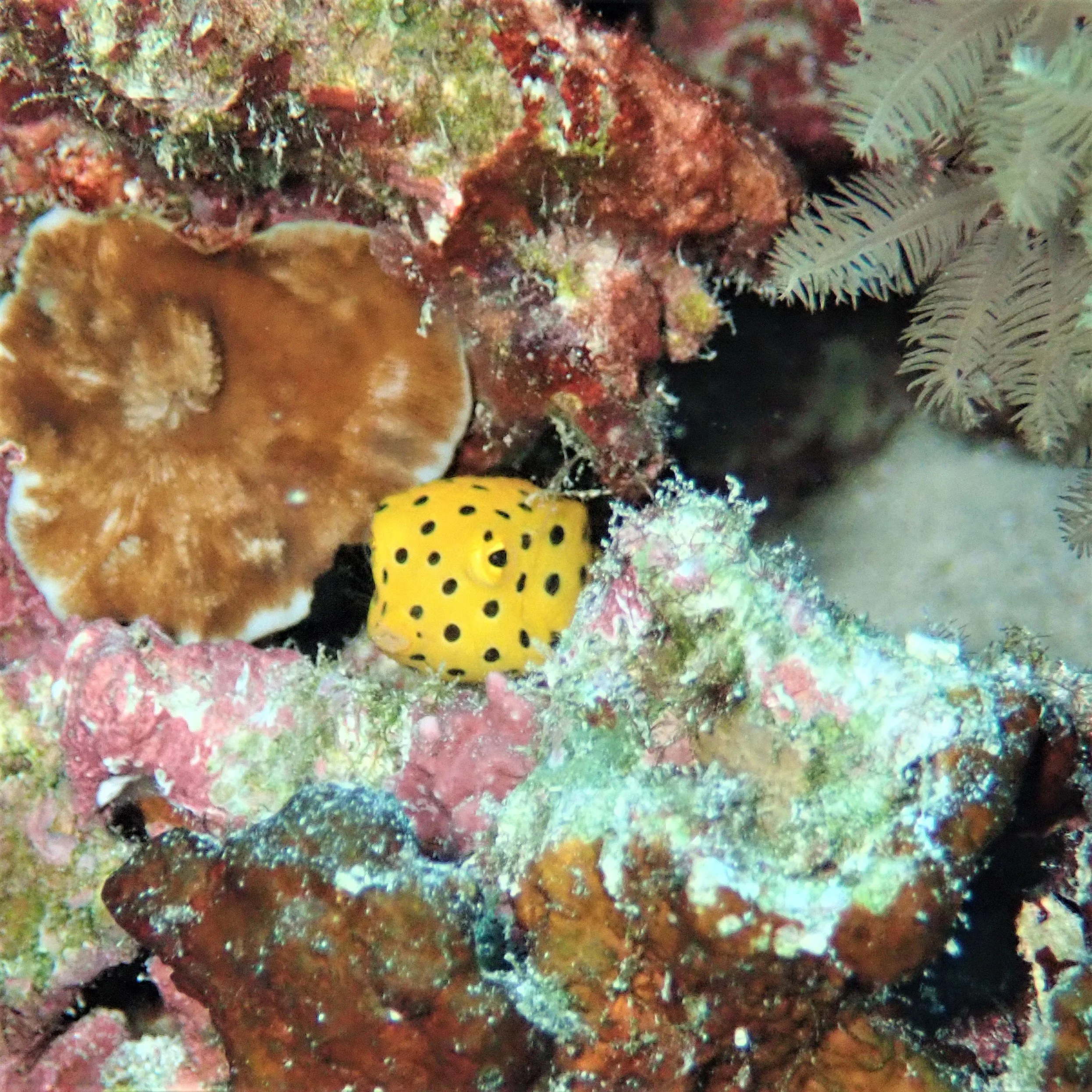 Underwater scenes from Papua New Guinea’s marine environments, including coral reefs, tropical fish, and dive experiences.