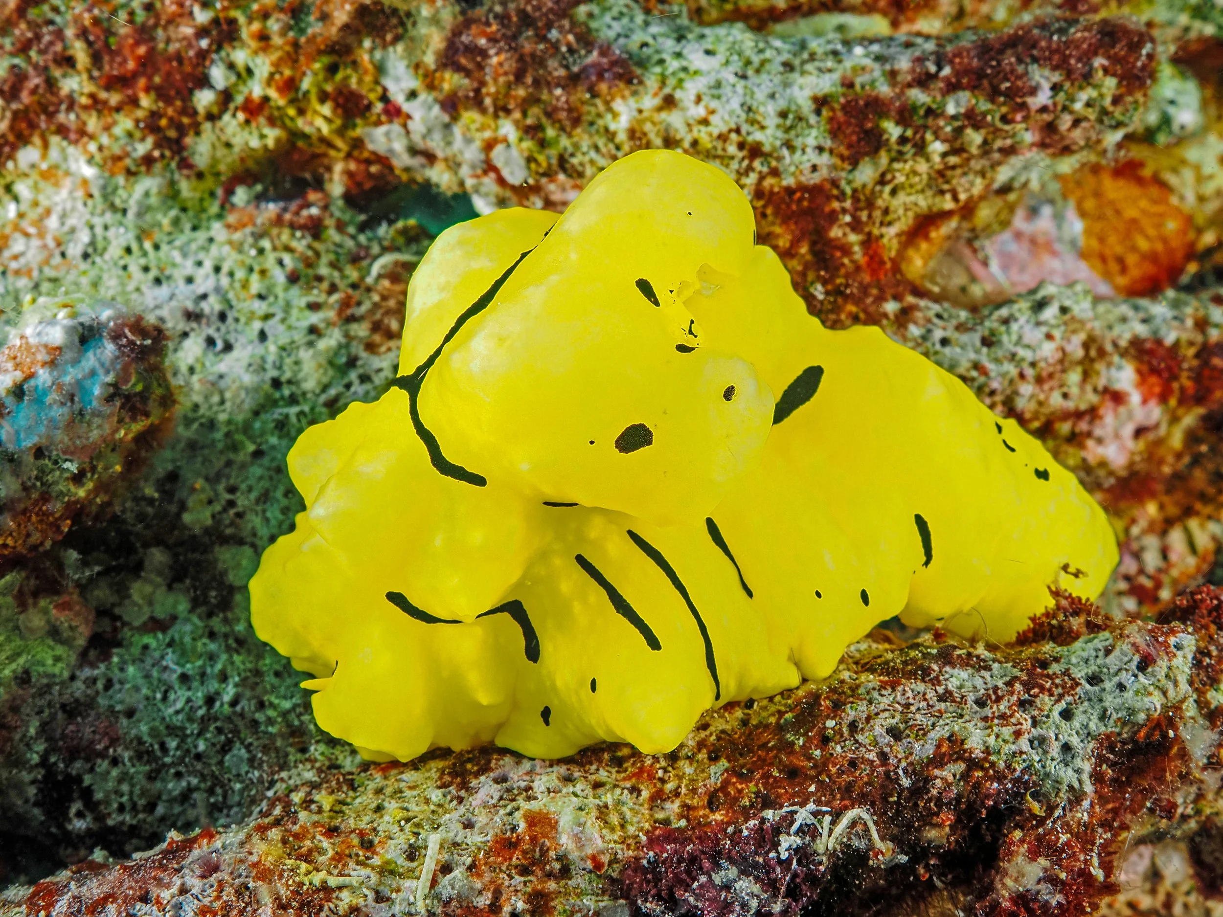 Underwater scenes from Papua New Guinea’s marine environments, including coral reefs, tropical fish, and dive experiences.