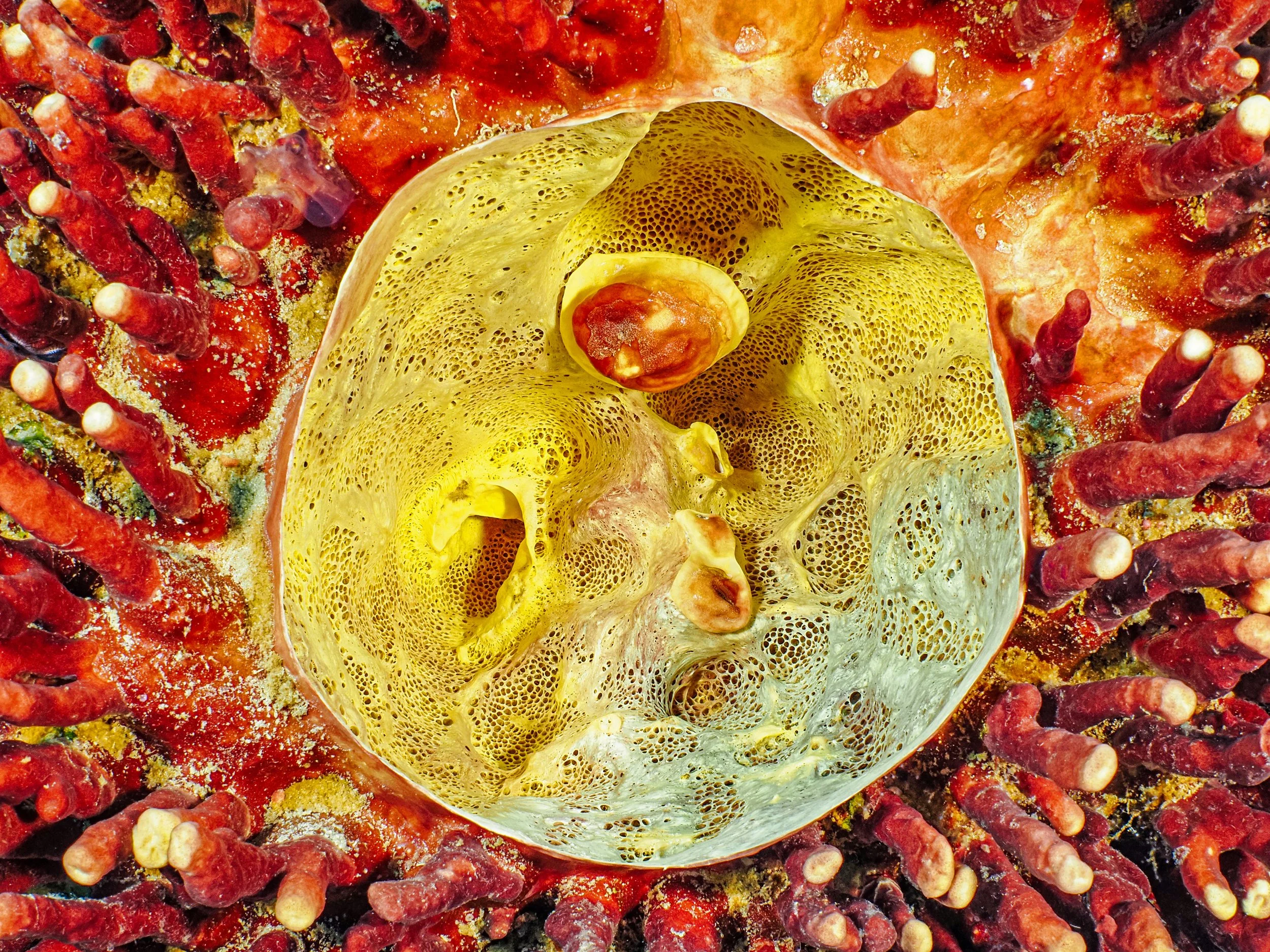 Underwater scenes from Papua New Guinea’s marine environments, including coral reefs, tropical fish, and dive experiences.