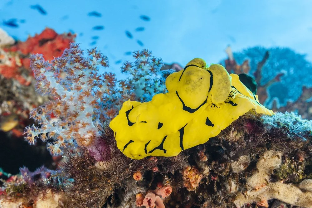 Underwater scenes from Papua New Guinea’s marine environments, including coral reefs, tropical fish, and dive experiences.