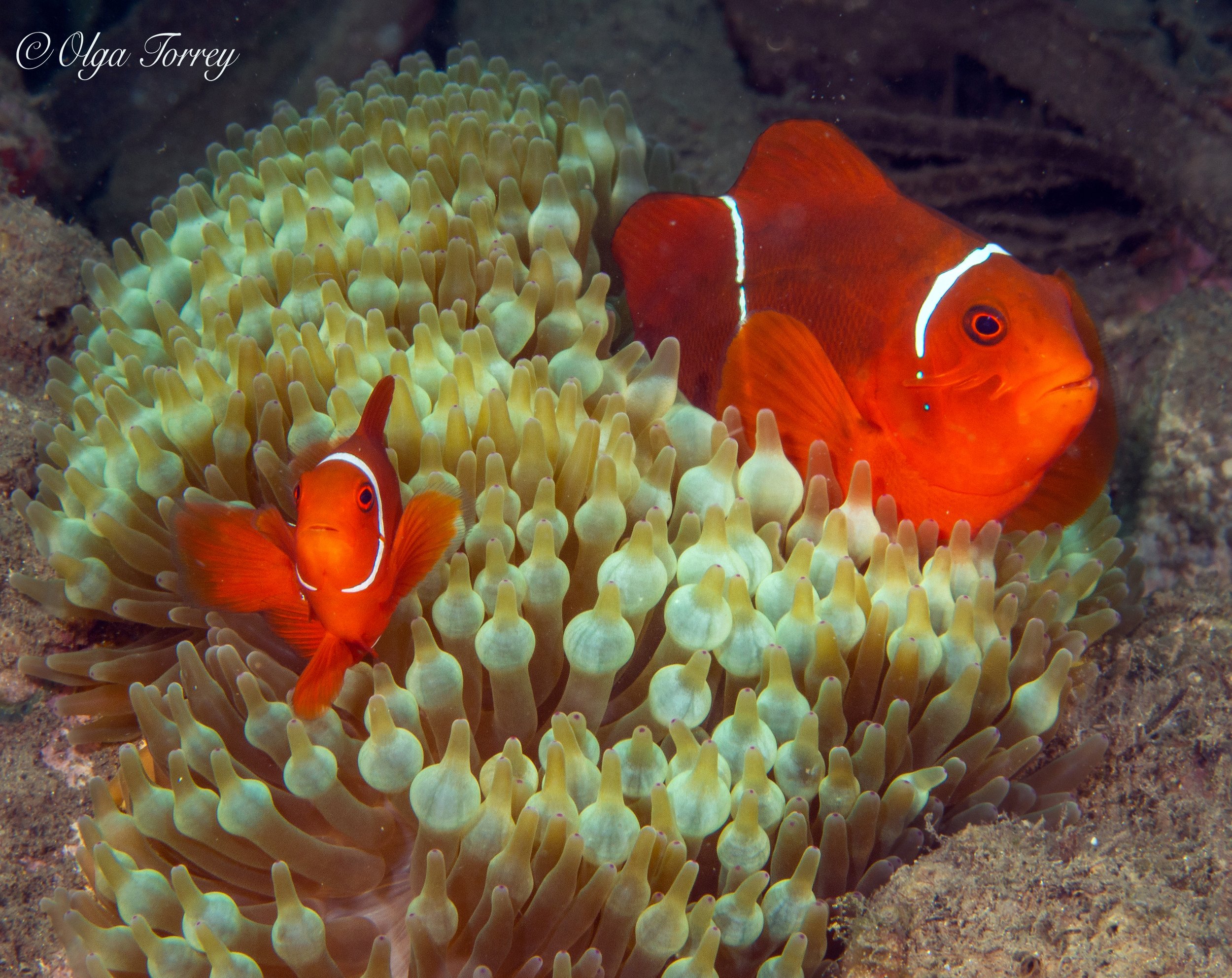 Underwater scenes from Papua New Guinea’s marine environments, including coral reefs, tropical fish, and dive experiences.