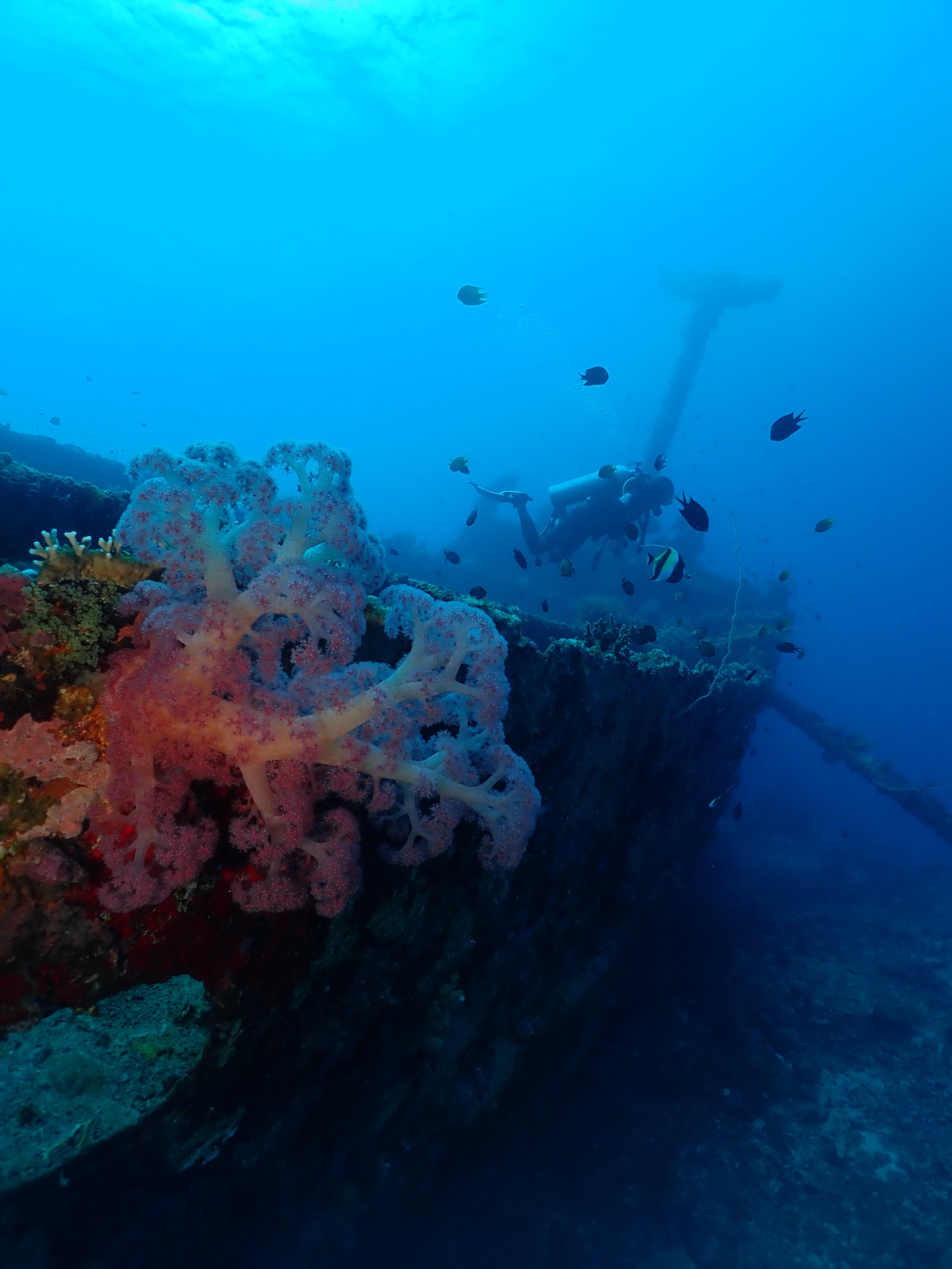 Underwater scenes from Papua New Guinea’s marine environments, including coral reefs, tropical fish, and dive experiences.