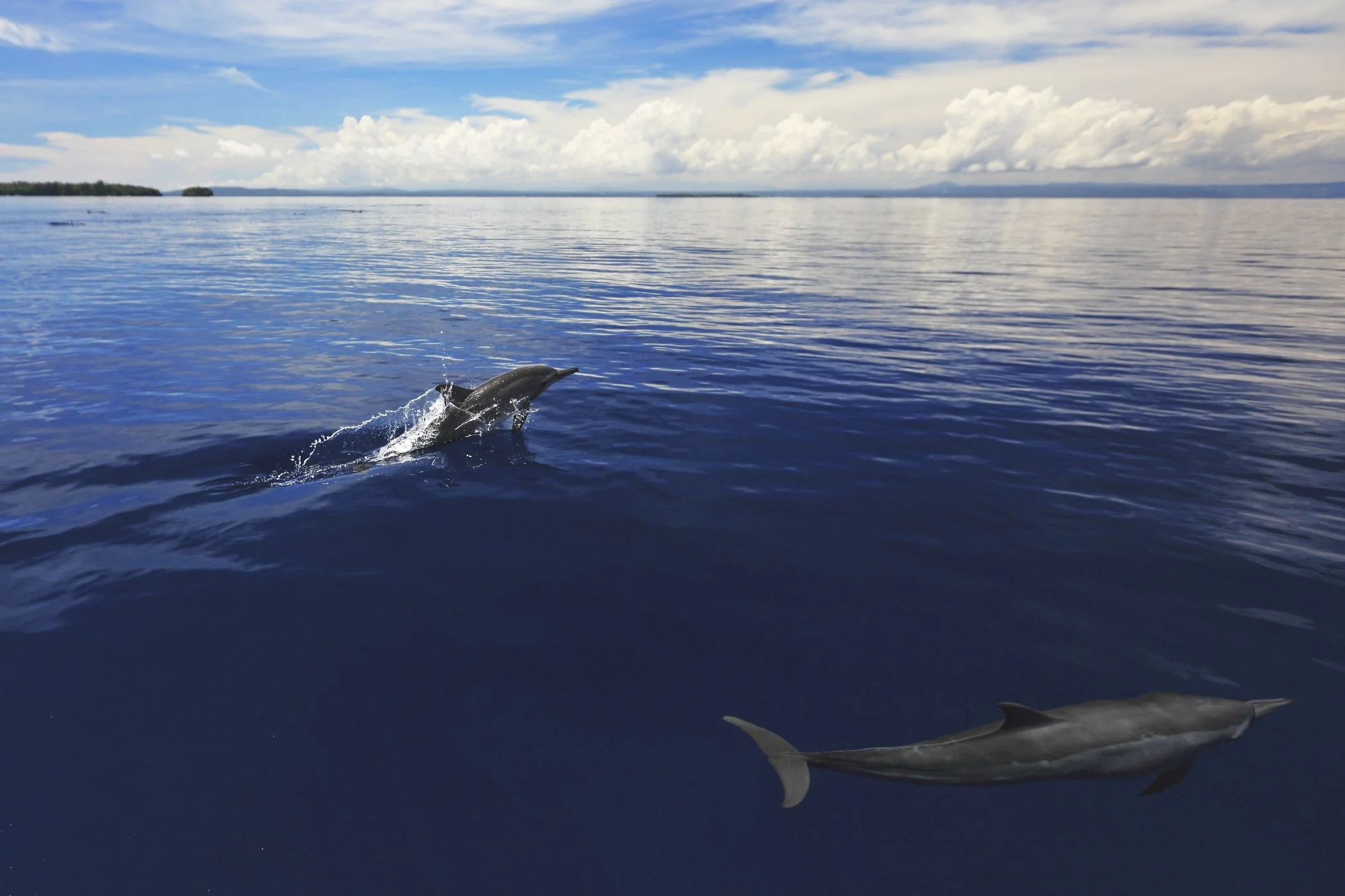 Dolphins frolicking in Papua New Guinea’s bright blue waters.