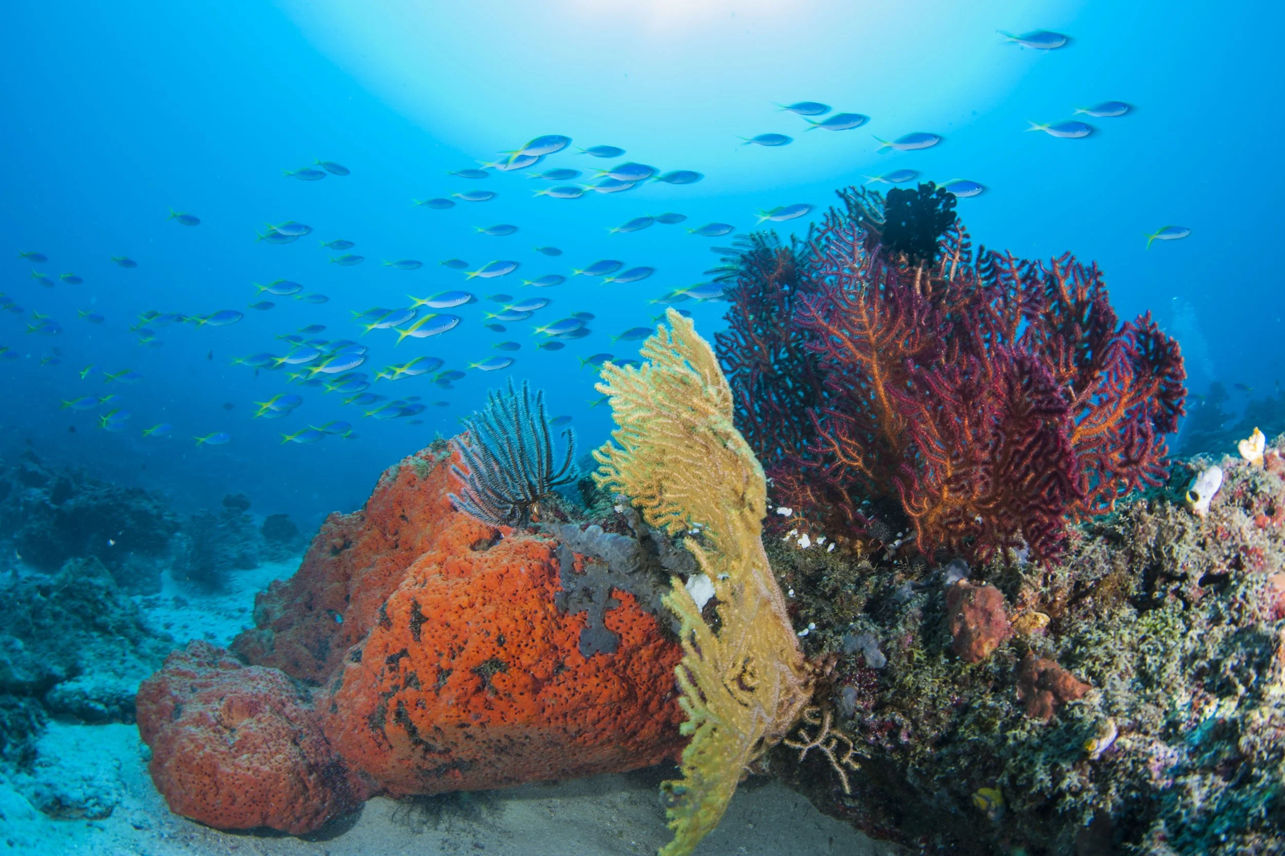 Underwater scenes from Papua New Guinea’s marine environments, including coral reefs, tropical fish, and dive experiences.