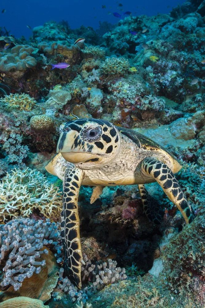 Underwater scenes from Papua New Guinea’s marine environments, including coral reefs, tropical fish, and dive experiences.