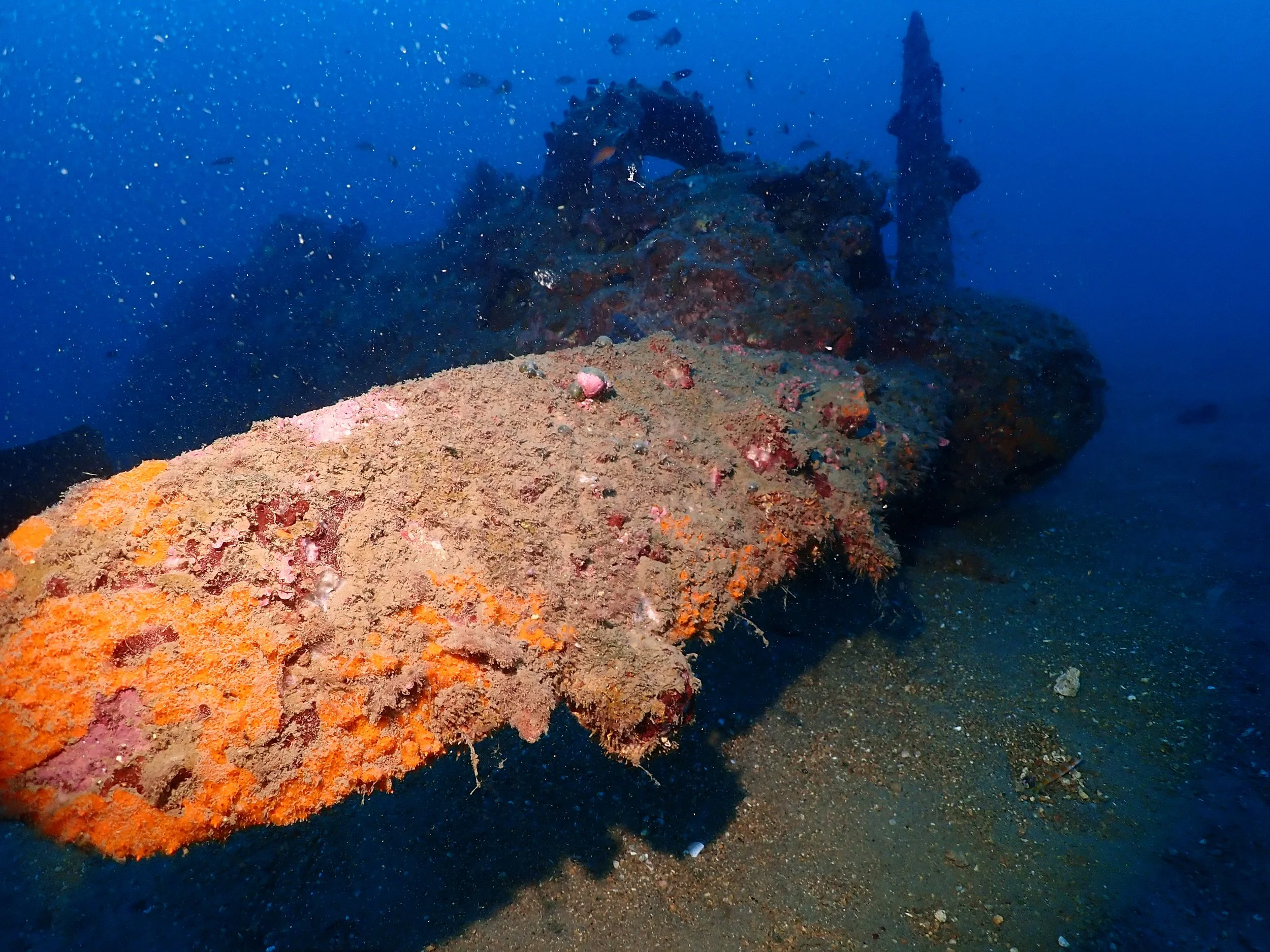 Underwater scenes from Papua New Guinea’s marine environments, including coral reefs, tropical fish, and dive experiences.