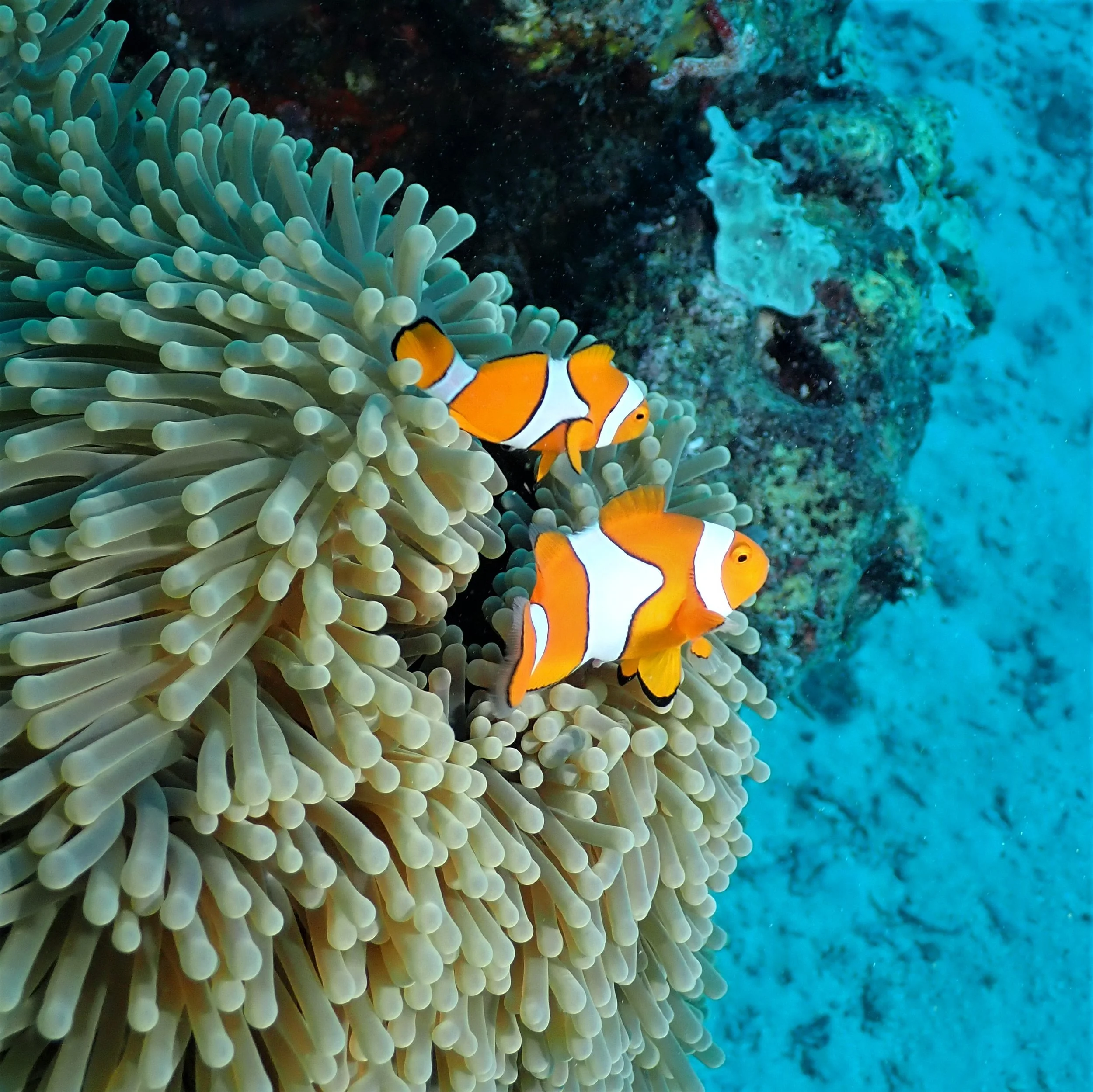 Underwater scenes from Papua New Guinea’s marine environments, including coral reefs, tropical fish, and dive experiences.
