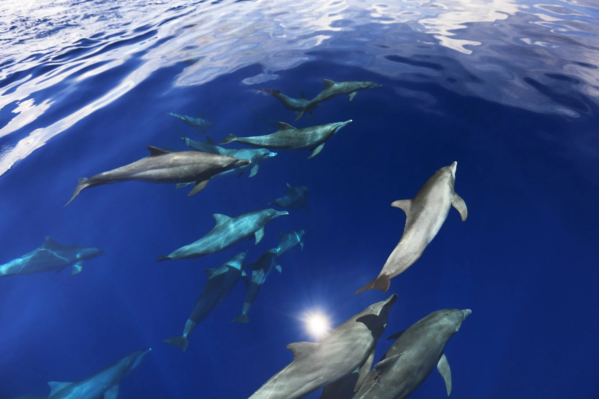 Dolphins frolicking in Papua New Guinea’s bright blue waters.