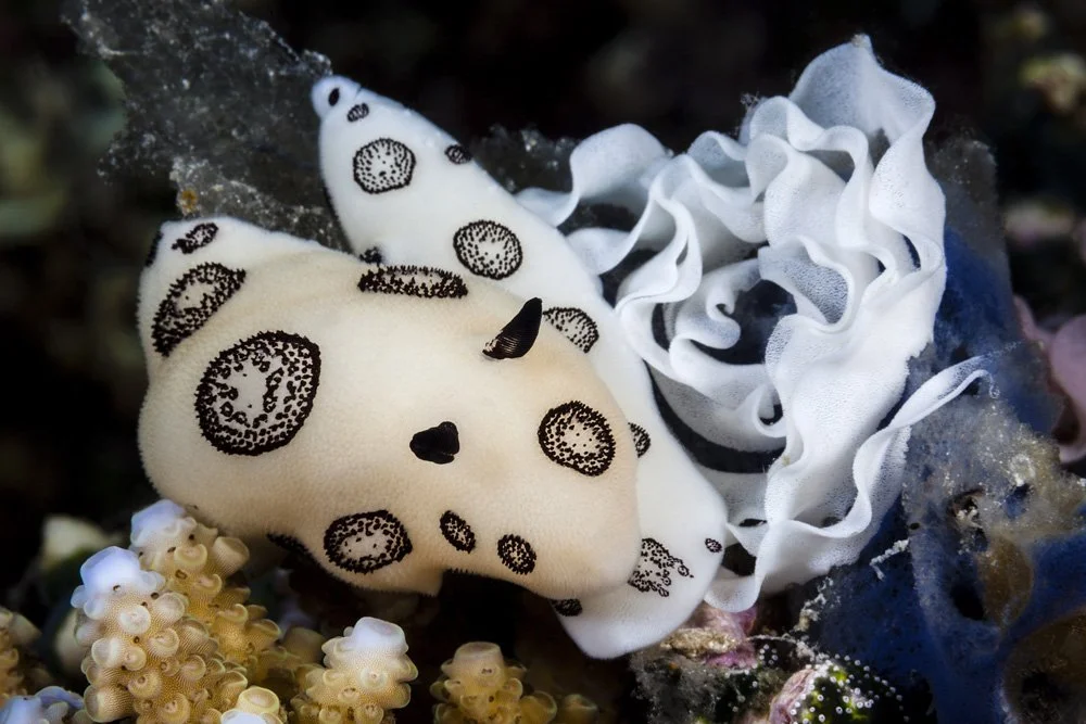 Underwater scenes from Papua New Guinea’s marine environments, including coral reefs, tropical fish, and dive experiences.
